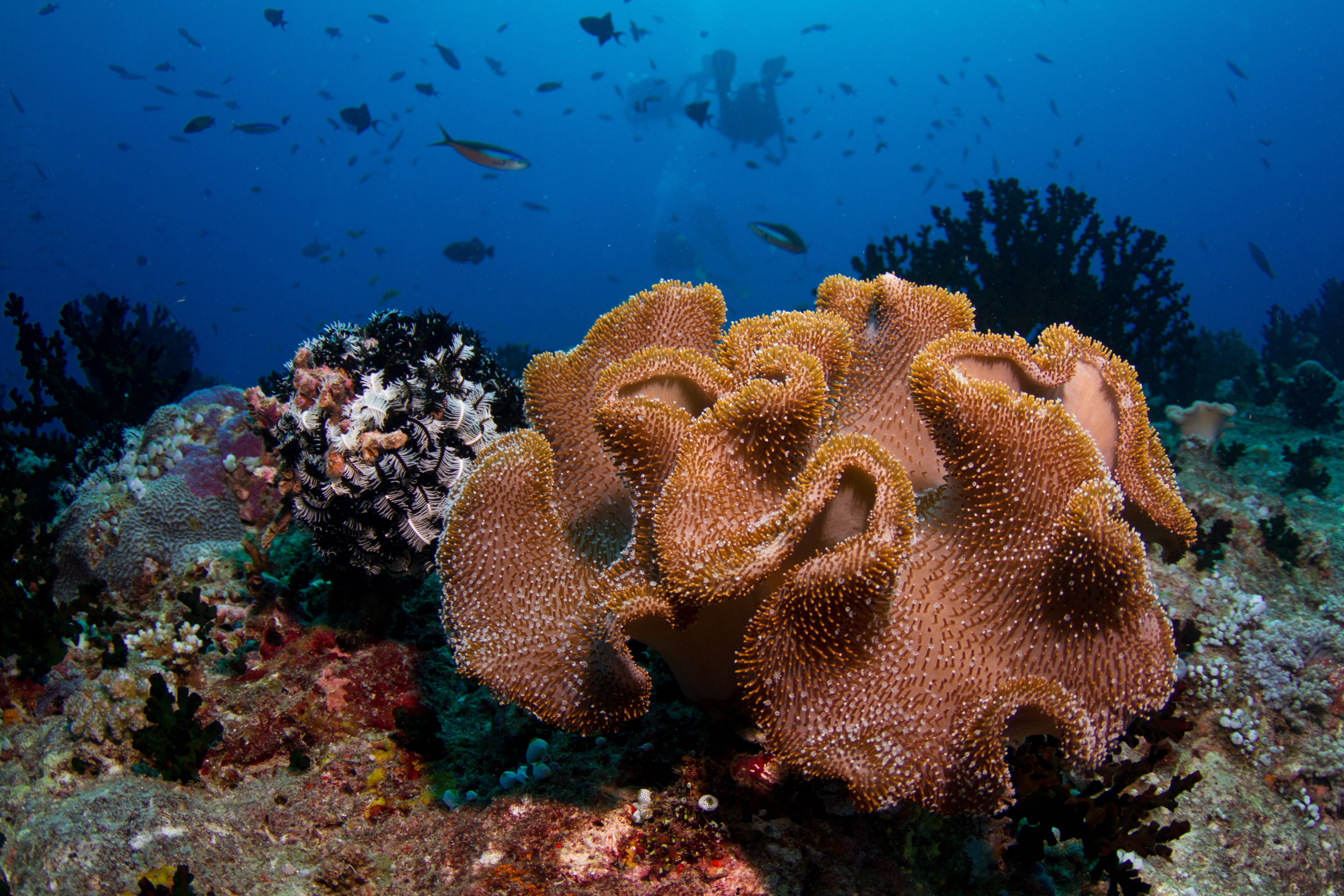 Karang lembut Maldives