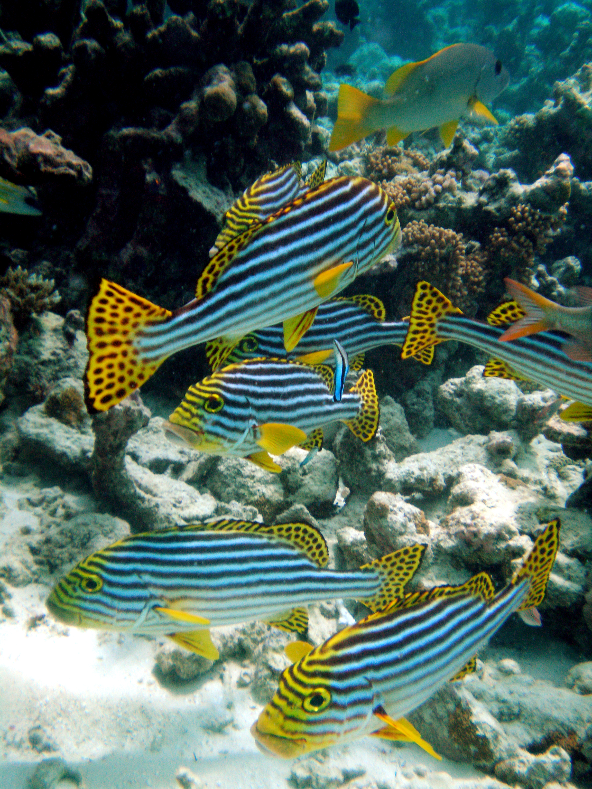 Ikan bibir tebal oriental (Plectorhinchus vittatus) di Pulau Meeru, Atol Malé Utara