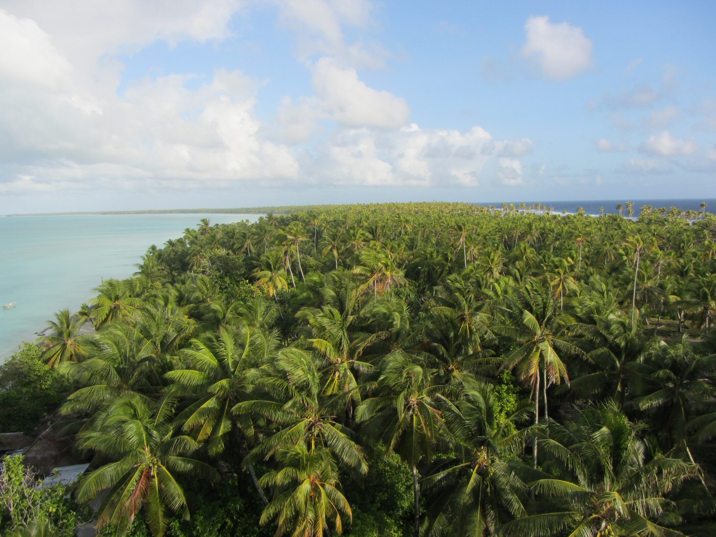 Pokok kelapa di Abaiang