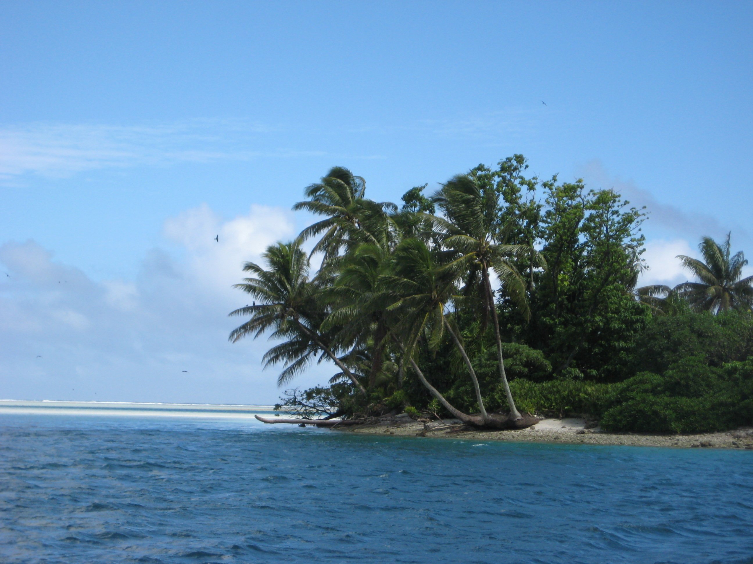 Sebuah pulau kecil tropika dengan pelepah kelapa menghala ke arah angin lazim