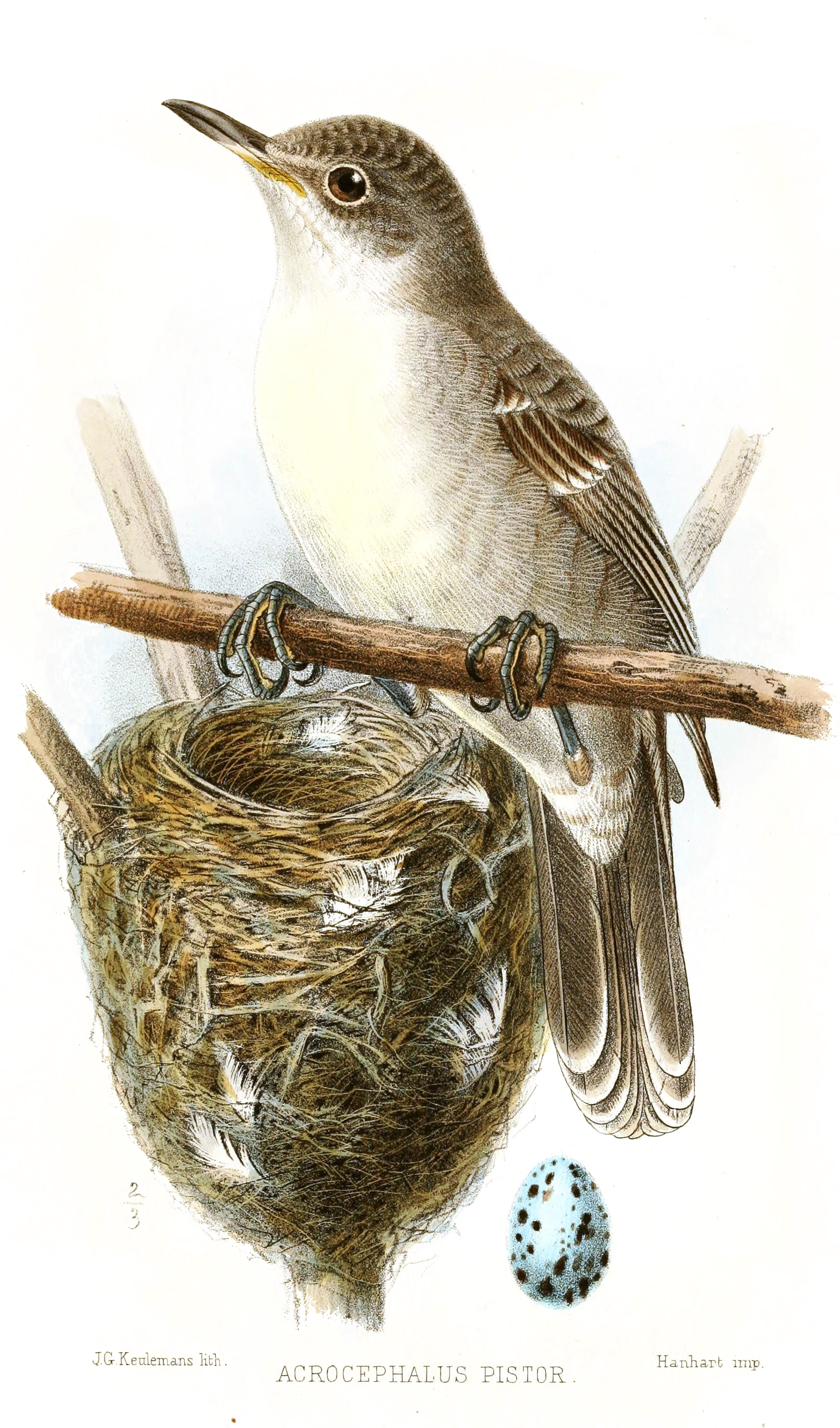 Bokikokiko (Acrocephalus aequinoctialis) ialah satu-satunya spesies hidupan liar darat yang endemik di Kiribati.