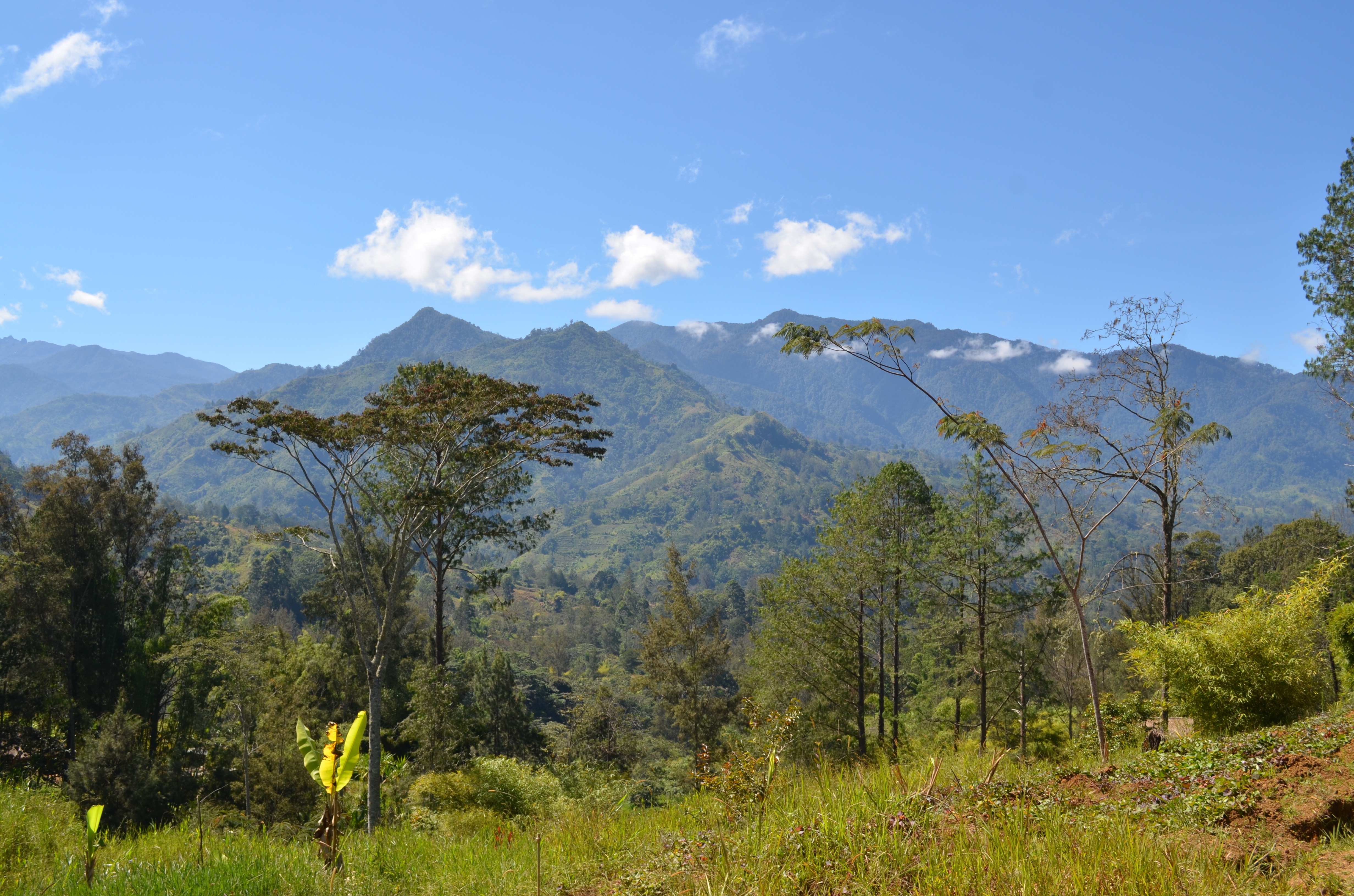 Tanah tinggi Papua New Guinea.