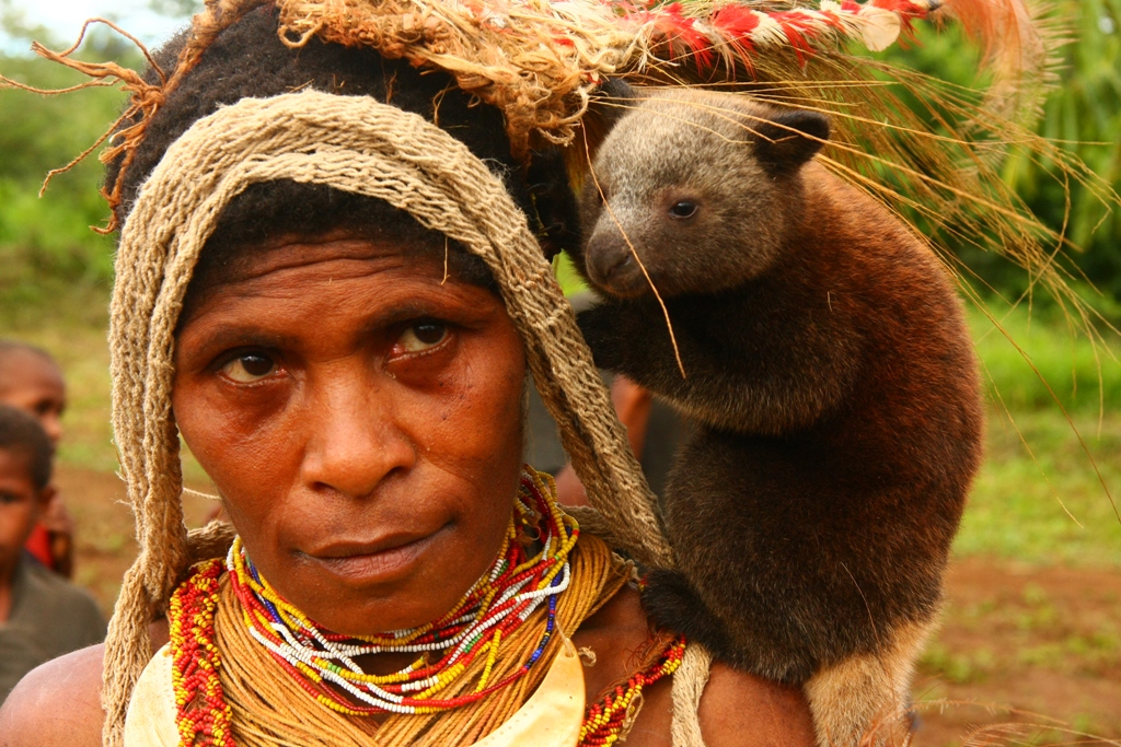 Seekor kanggaru pokok di Papua New Guinea.