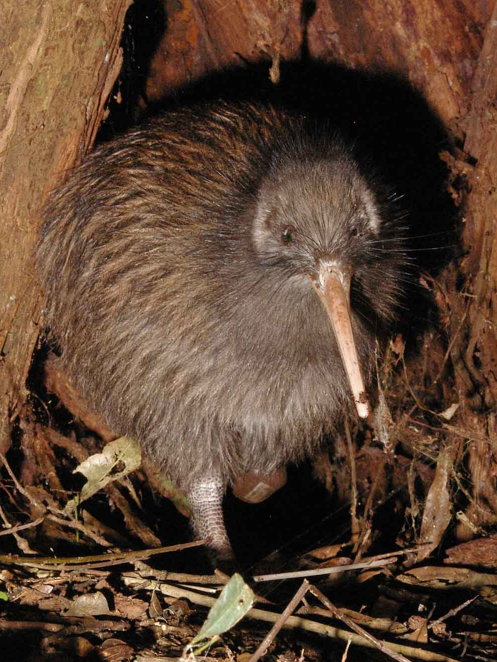 Burung kiwi endemik yang tidak boleh terbang adalah ikon kebangsaan.
