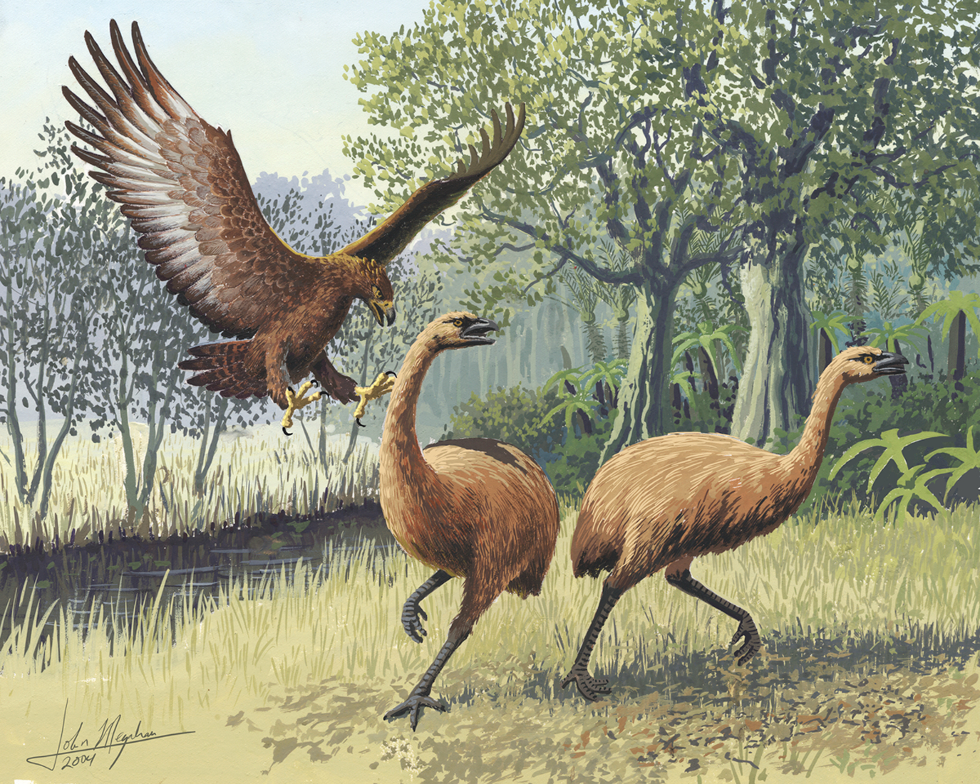 Helang Haast gergasi pupus apabila Māori memburu mangsa utamanya, moa, hingga pupus.