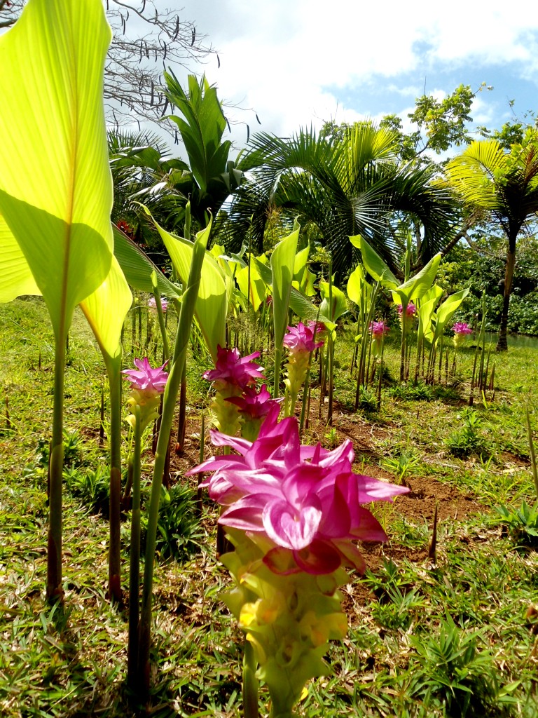Rentapau, sebuah taman bunga liar.