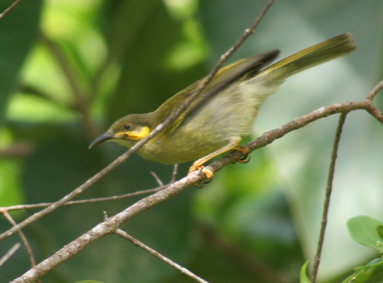 Penghisap madu leher-botol (Foulehaio carunculata) di Tonga.