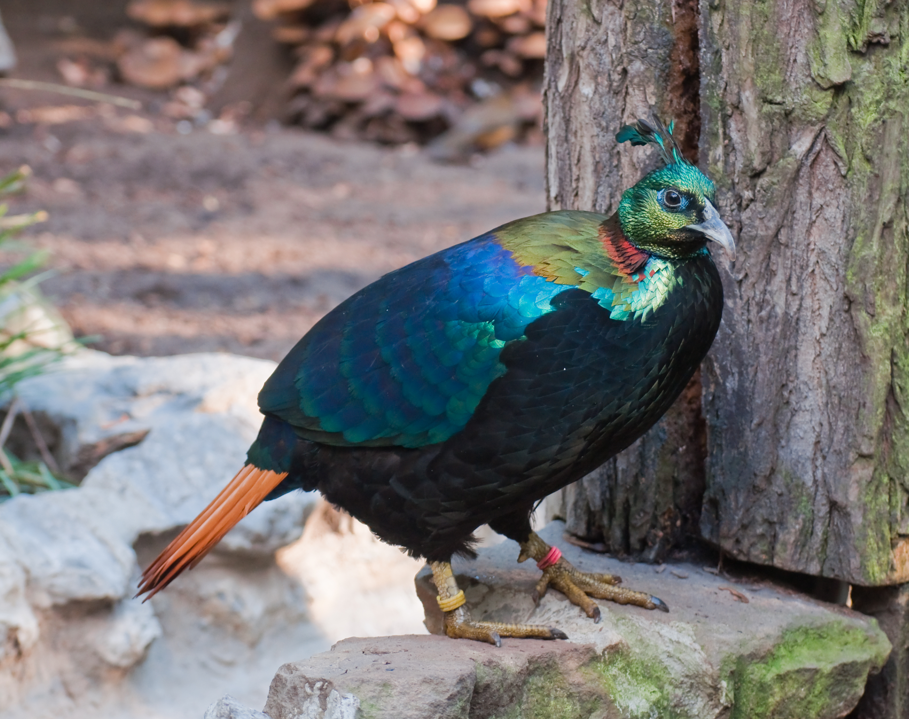 Monal Himalaya (DanpheDanpheBahasa Nepal), burung nasional Nepal, bersarang tinggi di Himalaya.