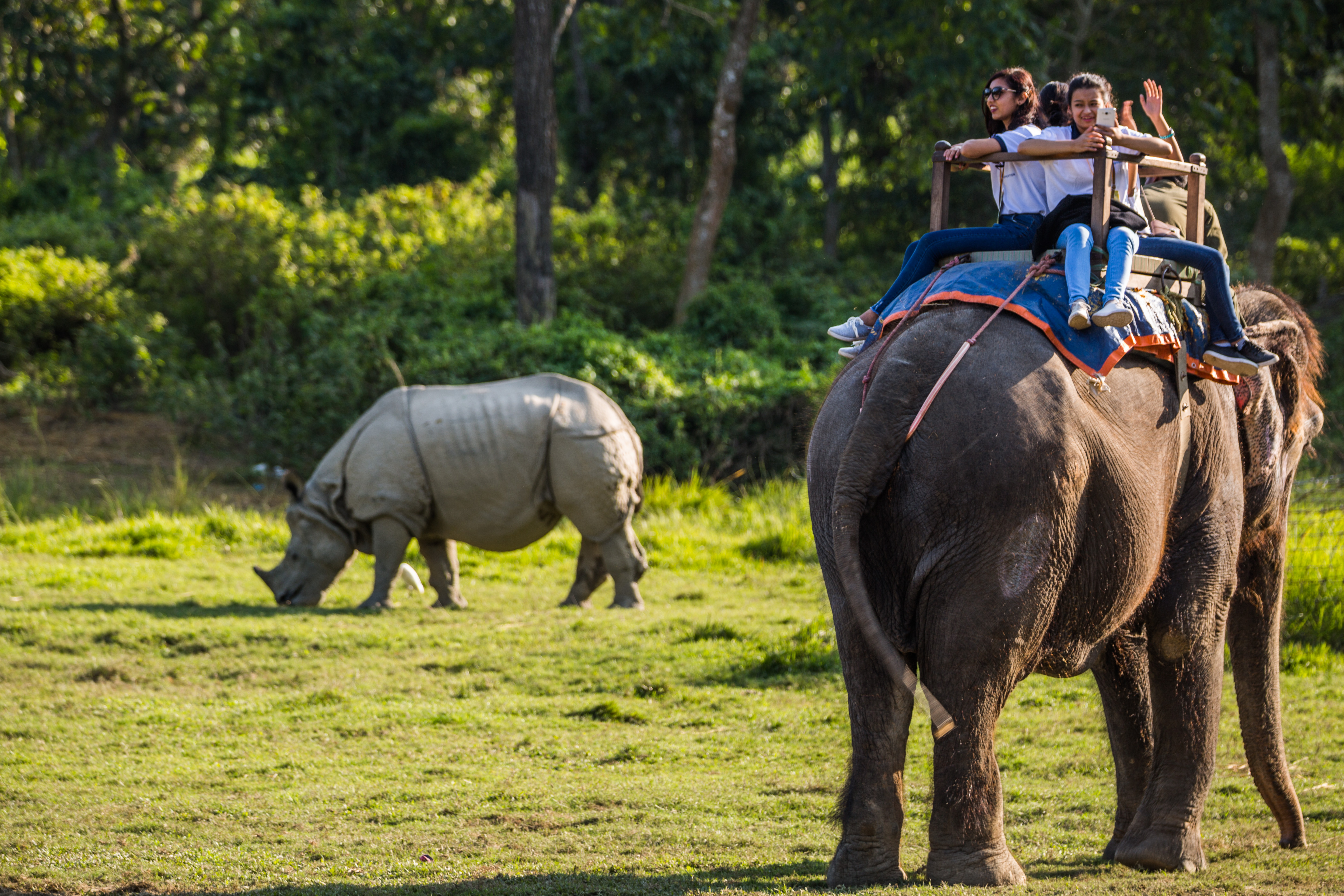 Turis melihat badak bercula satu dari atas gajah Asia di Taman Nasional Chitwan.