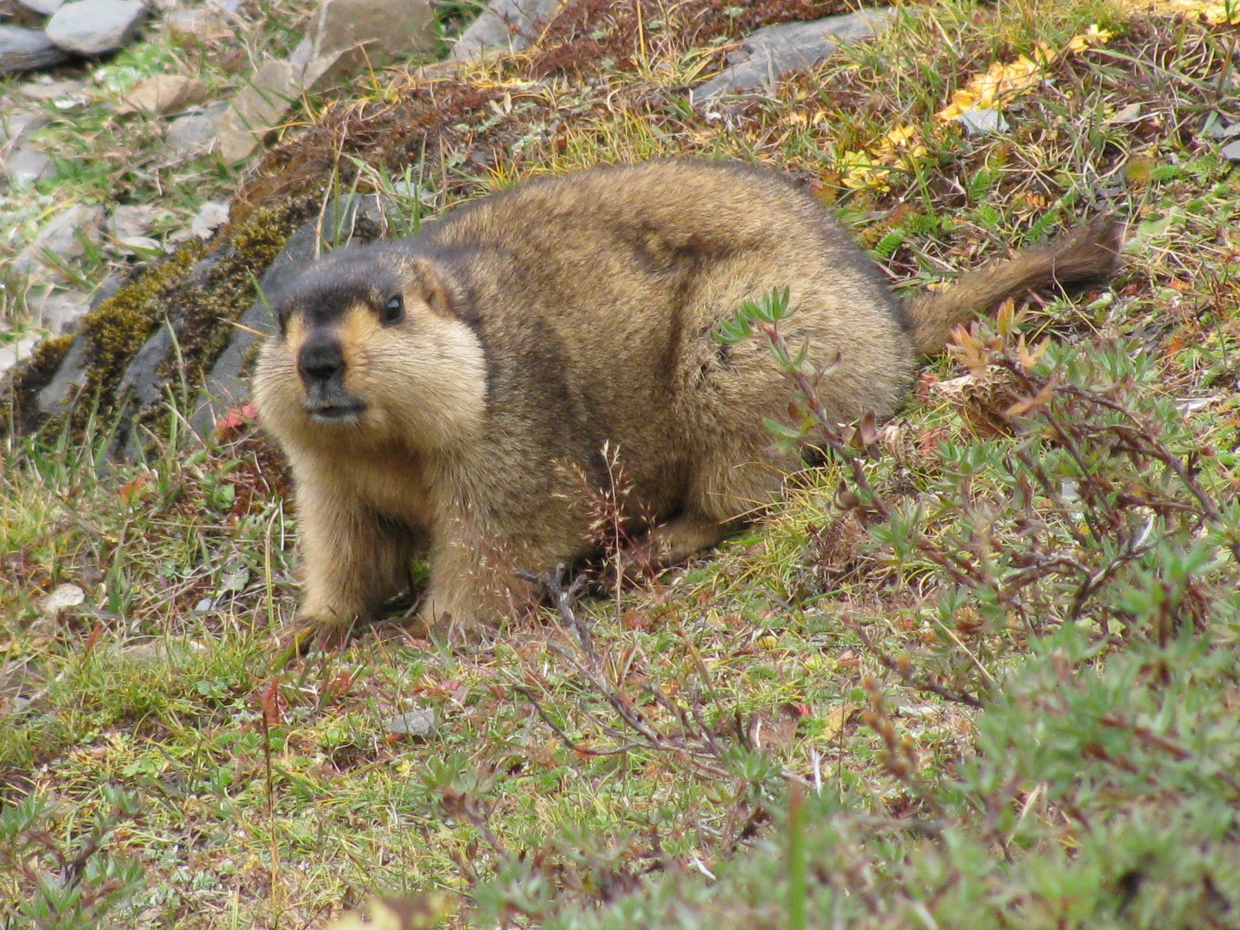 Marmot Himalaya di Tasik Tshophu, Bhutan