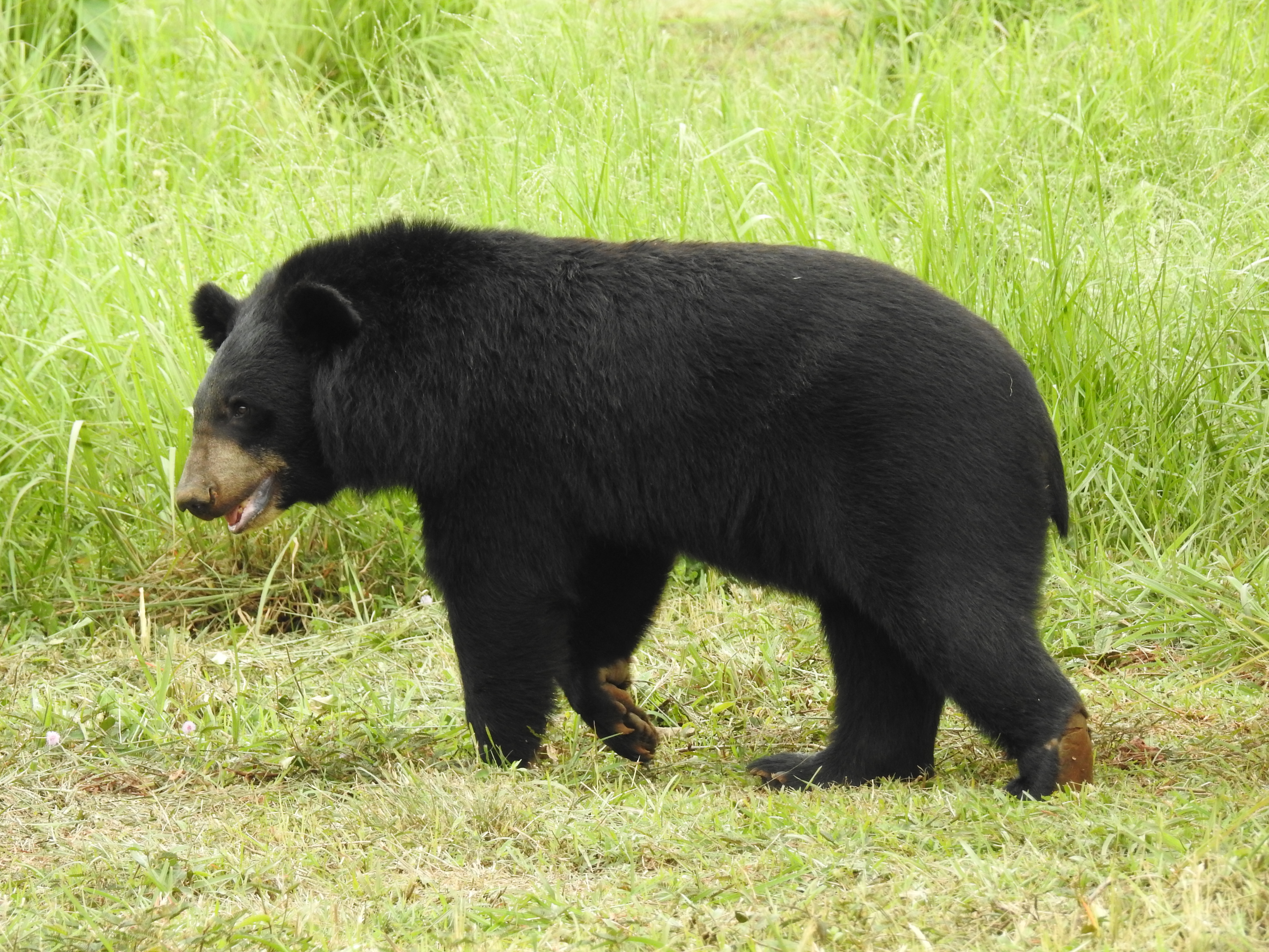 Beruang hitam Himalaya