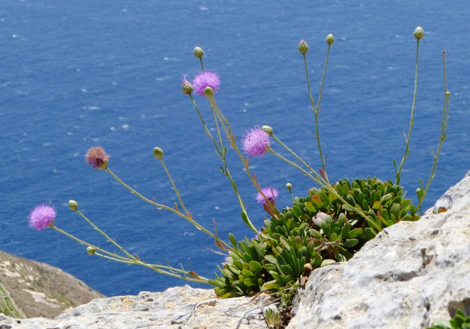 Loài cây quốc gia: Centaury Malta (Widnet il-BaħarMaltese, từ năm 1971)