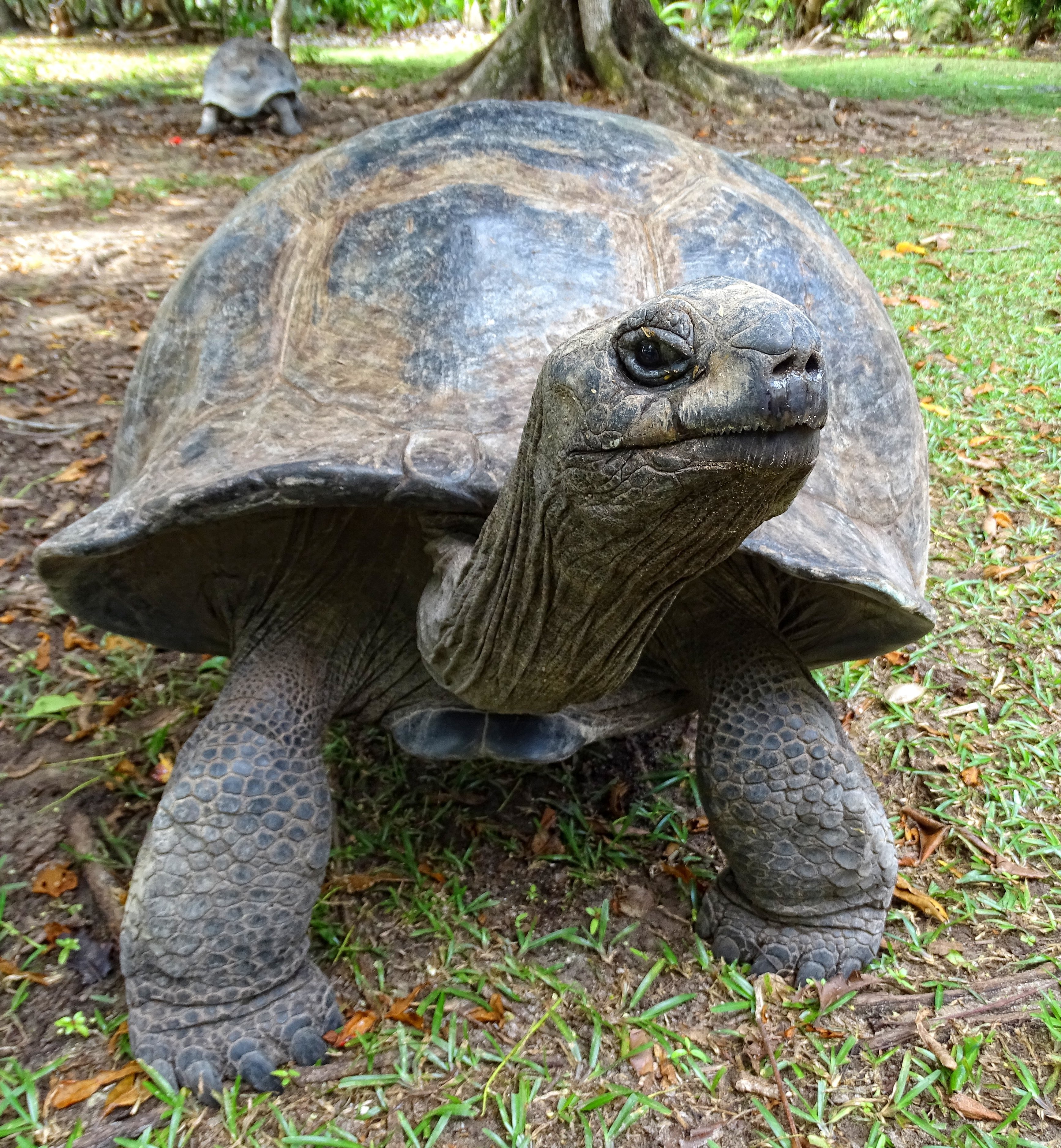 Seekor kura-kura raksasa Aldabra.
