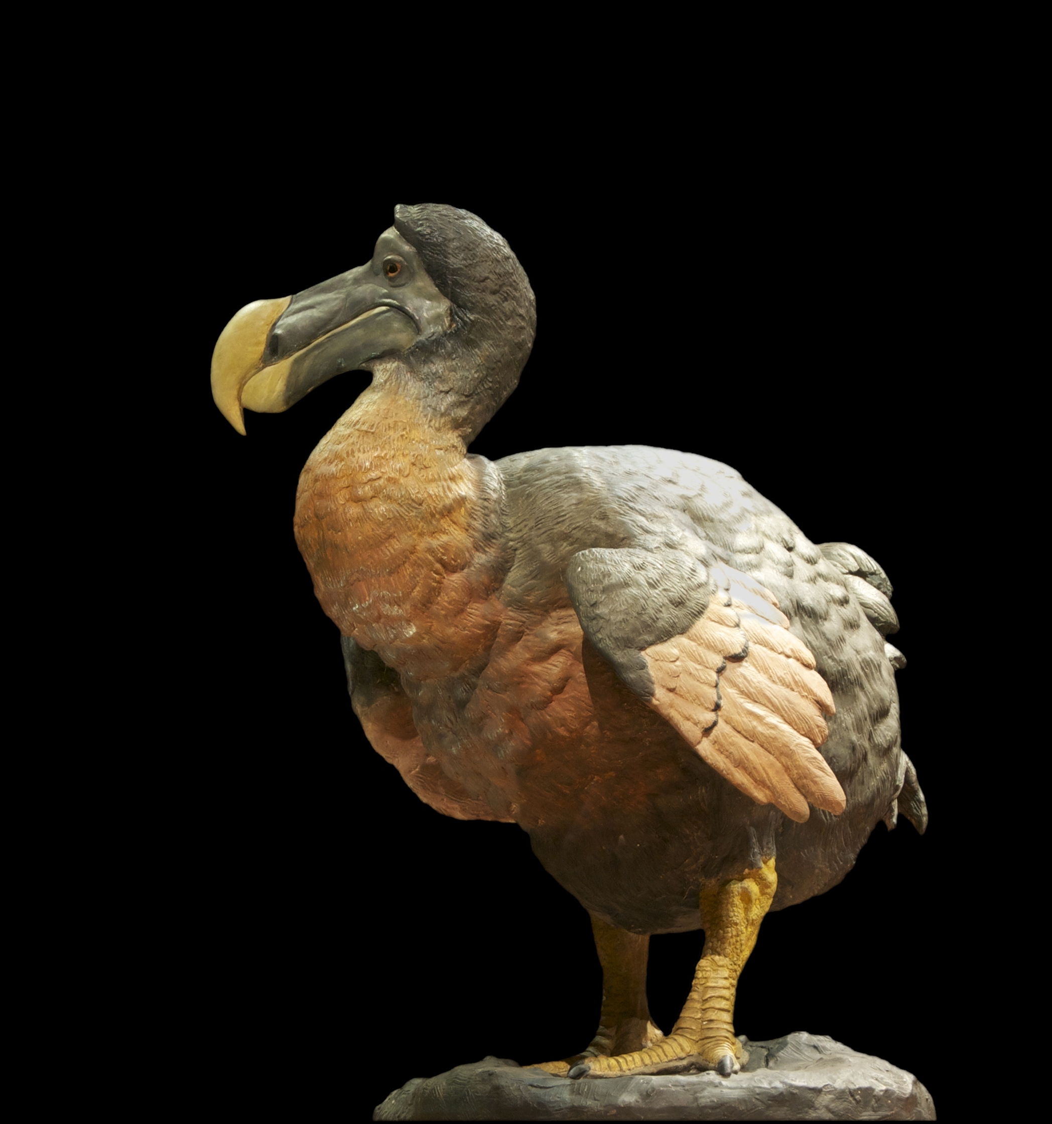 Mauritius adalah satu-satunya habitat yang diketahui dari dodo yang telah punah, seekor burung yang tidak bisa terbang.