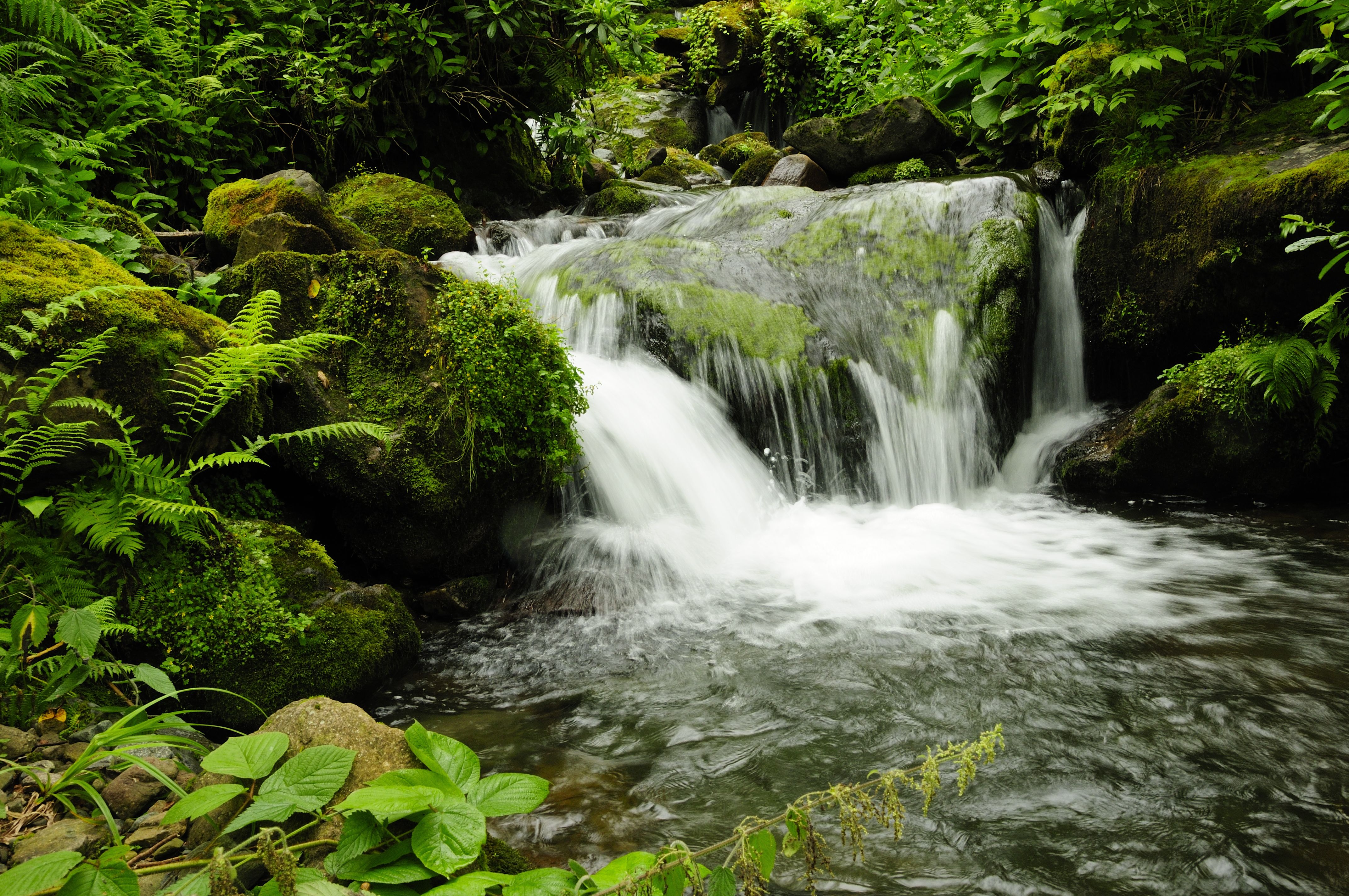 Parts of Western Georgia have a humid subtropical climate with lush green vegetation, as seen in Mtirala National Park.
