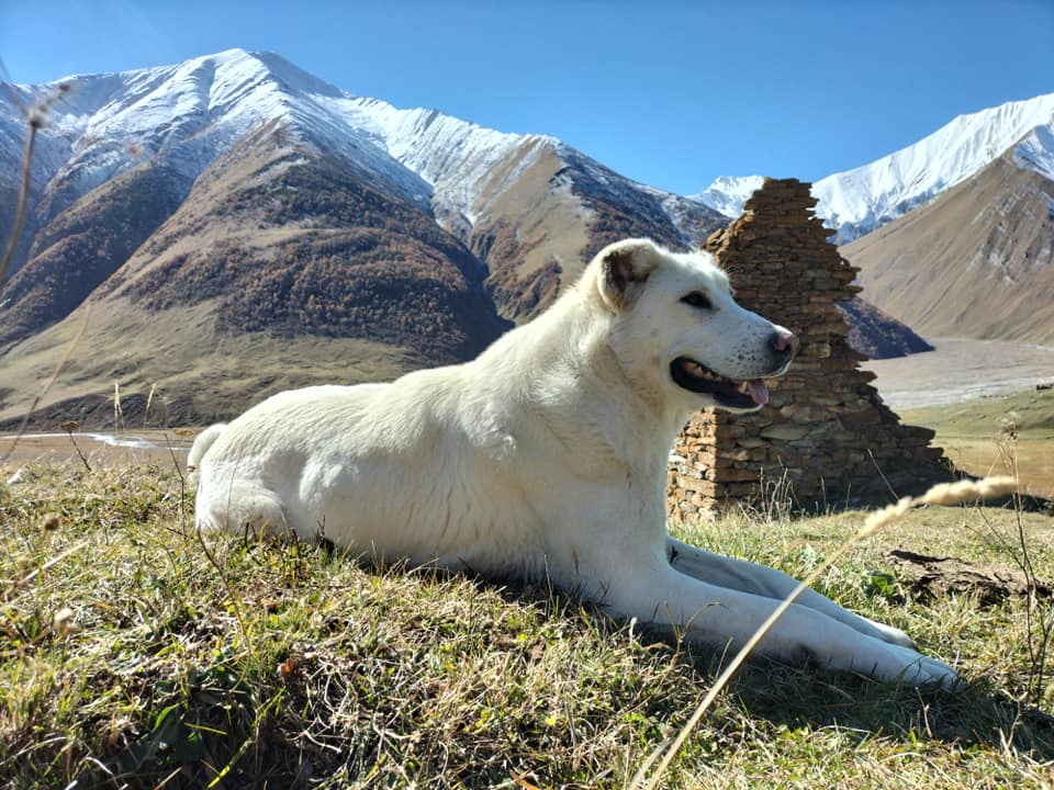 Anjing Gembala Georgia betina