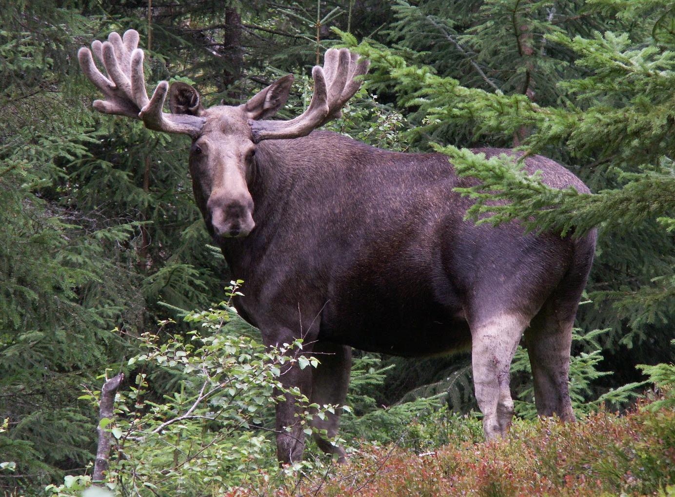 Seekor moose Norway, dipanggil elg dalam bahasa Norway.