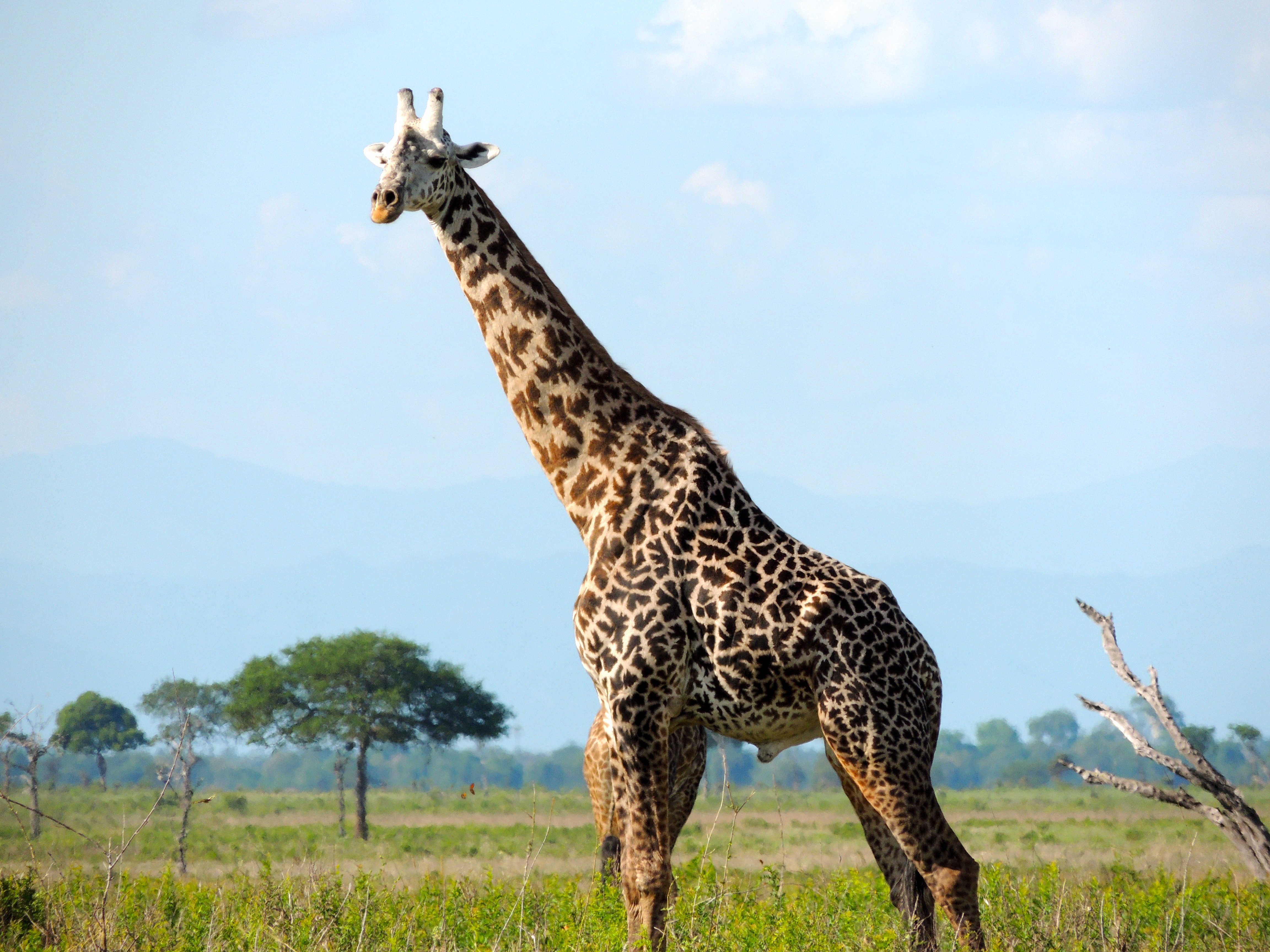 Hươu cao cổ Masai là quốc thú của Tanzania.