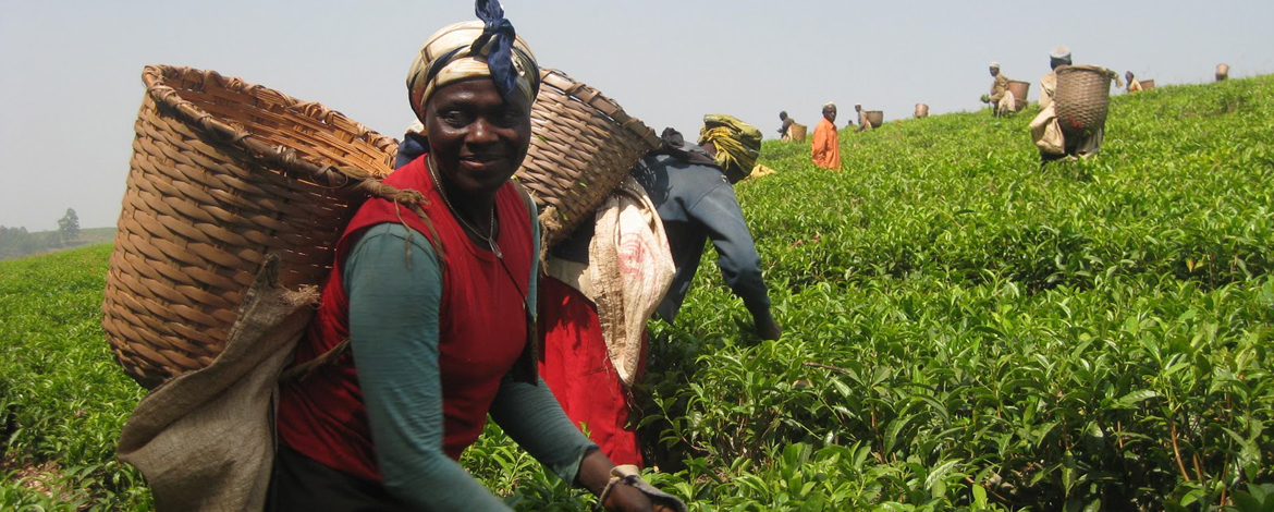 Phụ nữ Tanzania thu hoạch lá chè