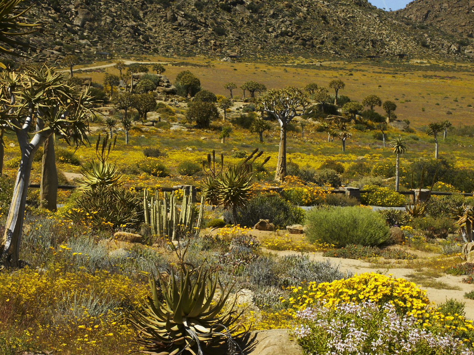 Bunga musim bunga di Namaqualand