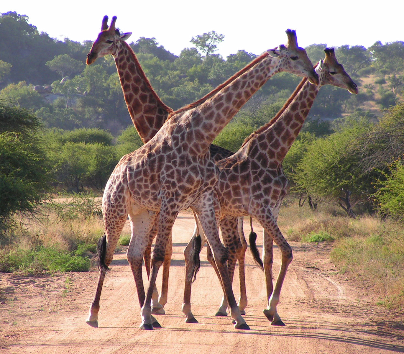 Zirafah Afrika Selatans, Taman Negara Kruger