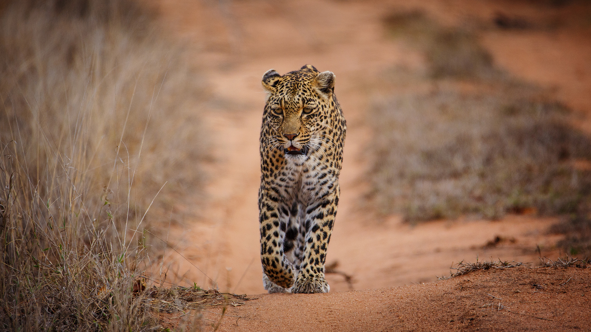 Harimau Bintang Afrika betina