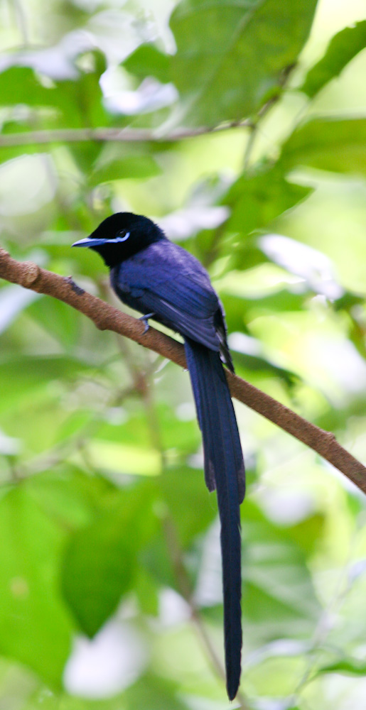 Burung Seriwang Seychelles
