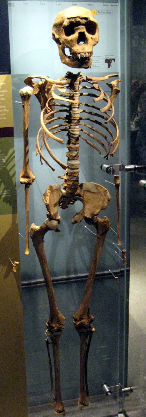 Cậu bé Turkana, một hóa thạch hominin 1,6 triệu năm tuổi thuộc loài Homo erectus.