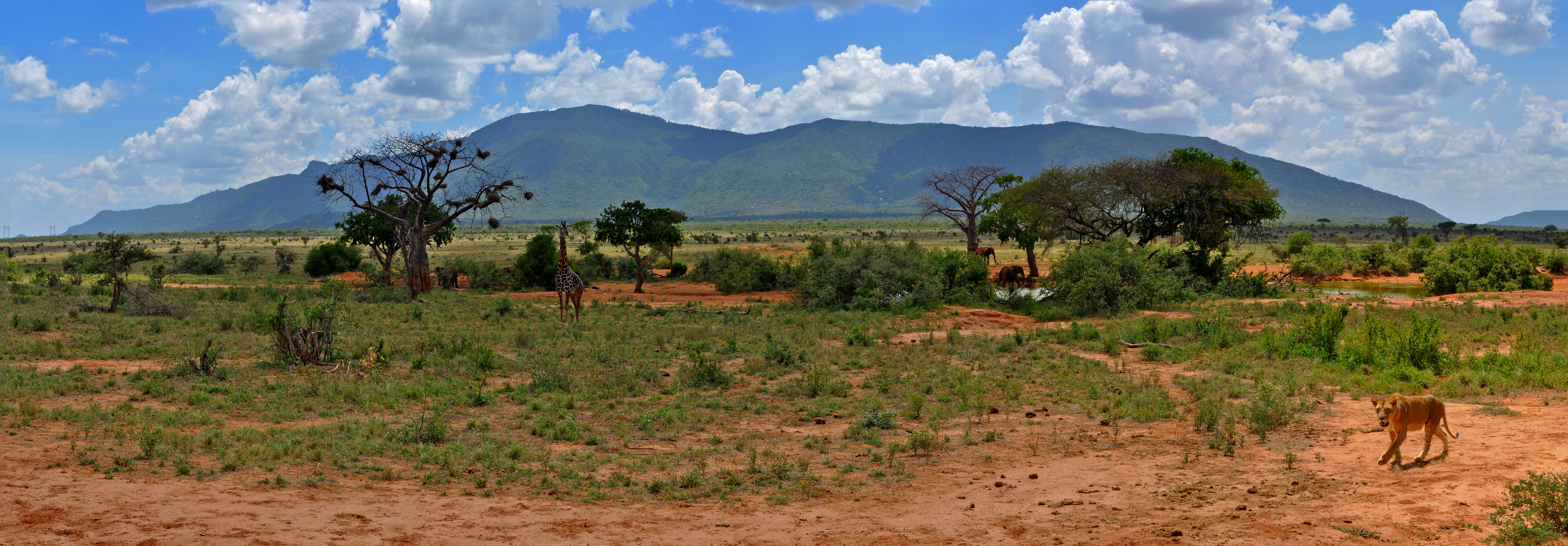 Vườn quốc gia Đông Tsavo