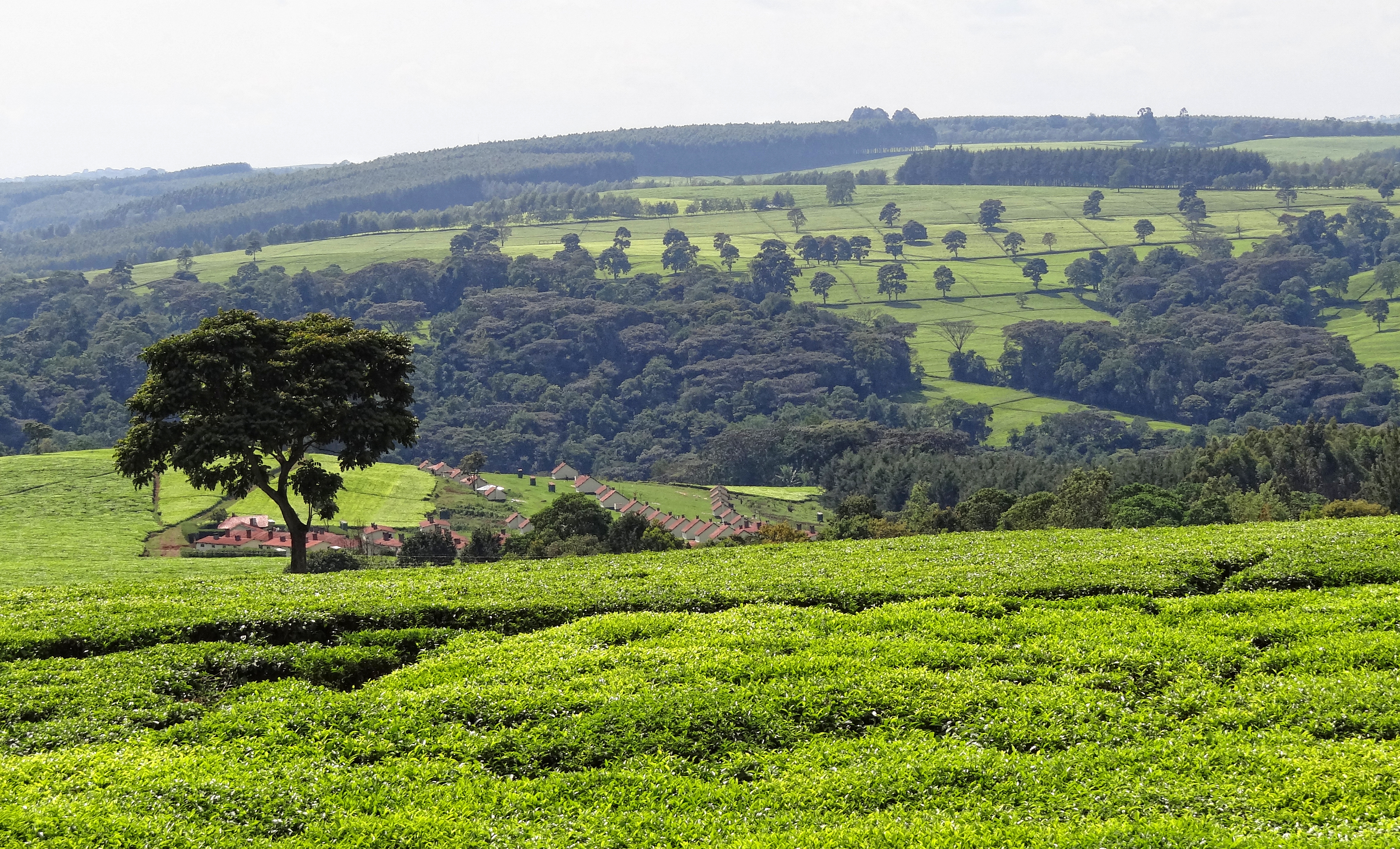 Một đồn điền chè gần Kericho, Hạt Kericho.