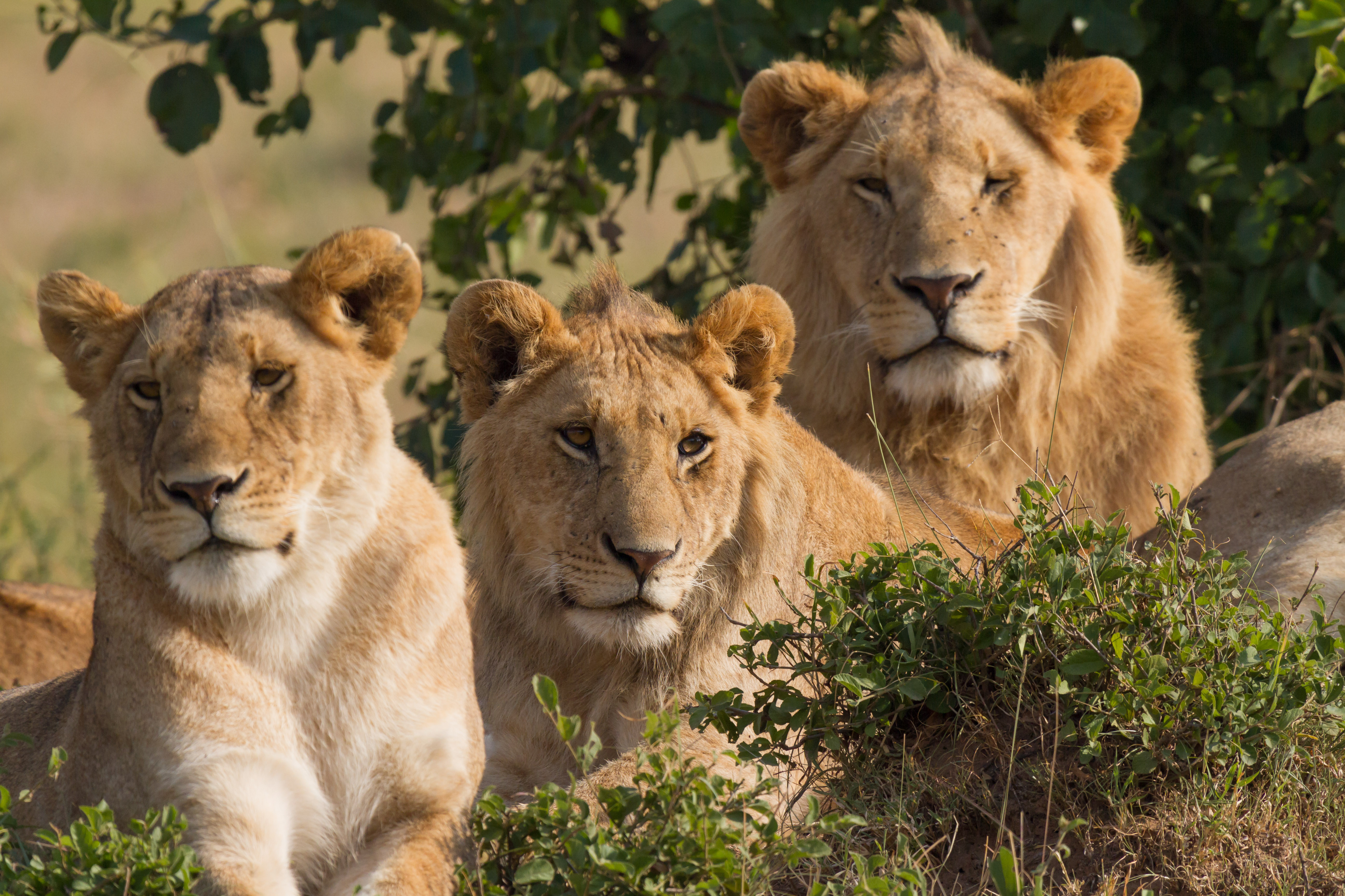Một gia đình sư tử ở Maasai Mara.