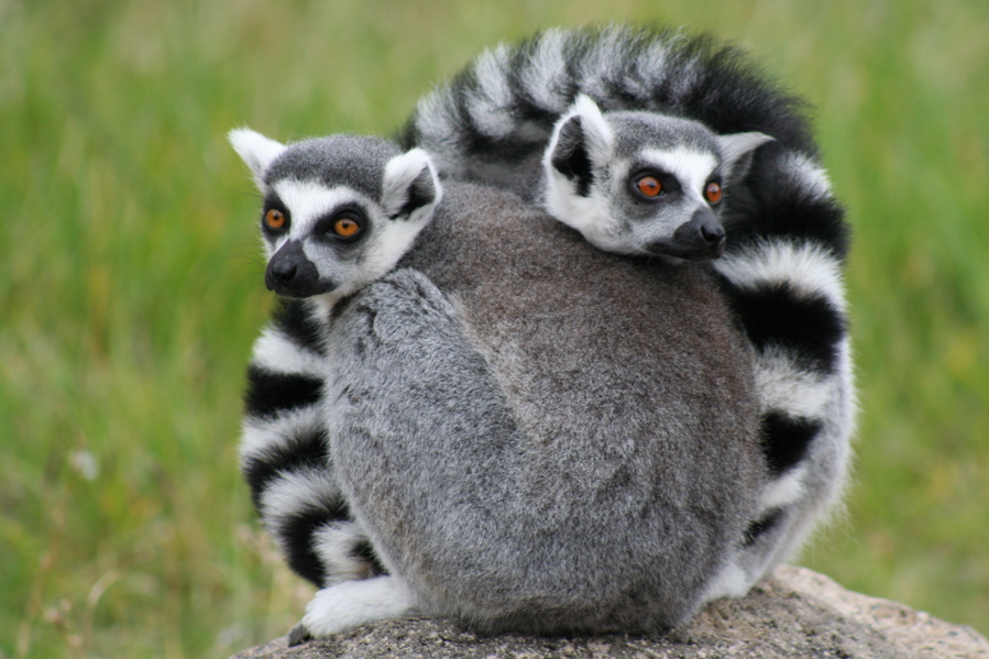 Lemur ekor gelang ialah salah satu daripada lebih 100 spesies dan subspesies lemur yang hanya terdapat di Madagaskar.