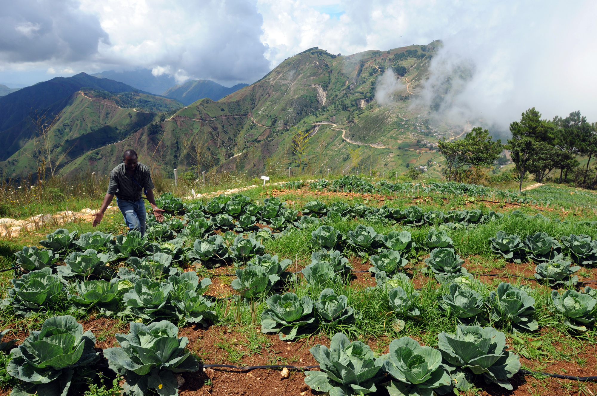 Những hàng bắp cải, Haiti