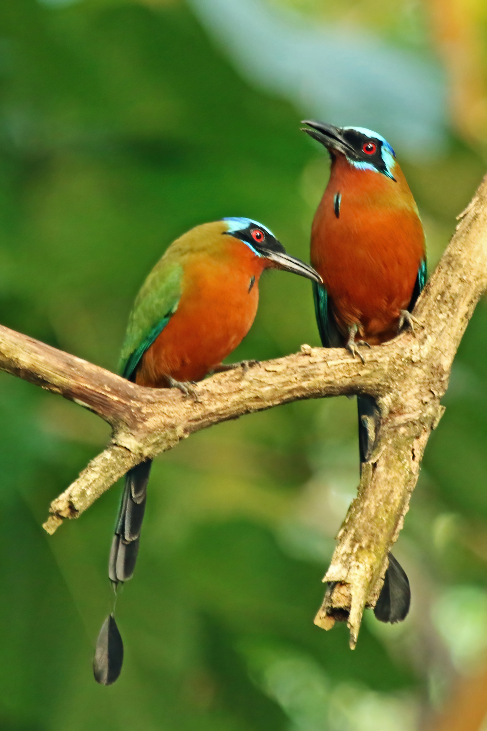Trinidad Motmots
