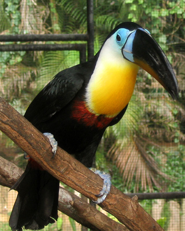 Tukan paruh-saluran, Trinidad