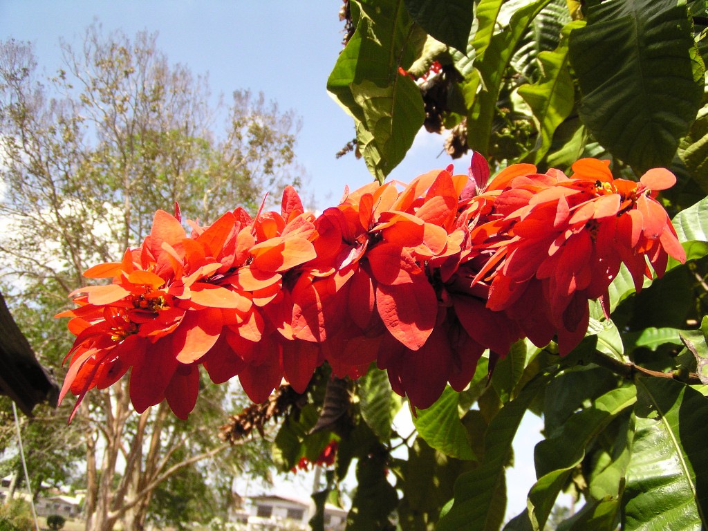 Bunga Chaconia (Warszewiczia coccinea) adalah bunga nasional Trinidad dan Tobago