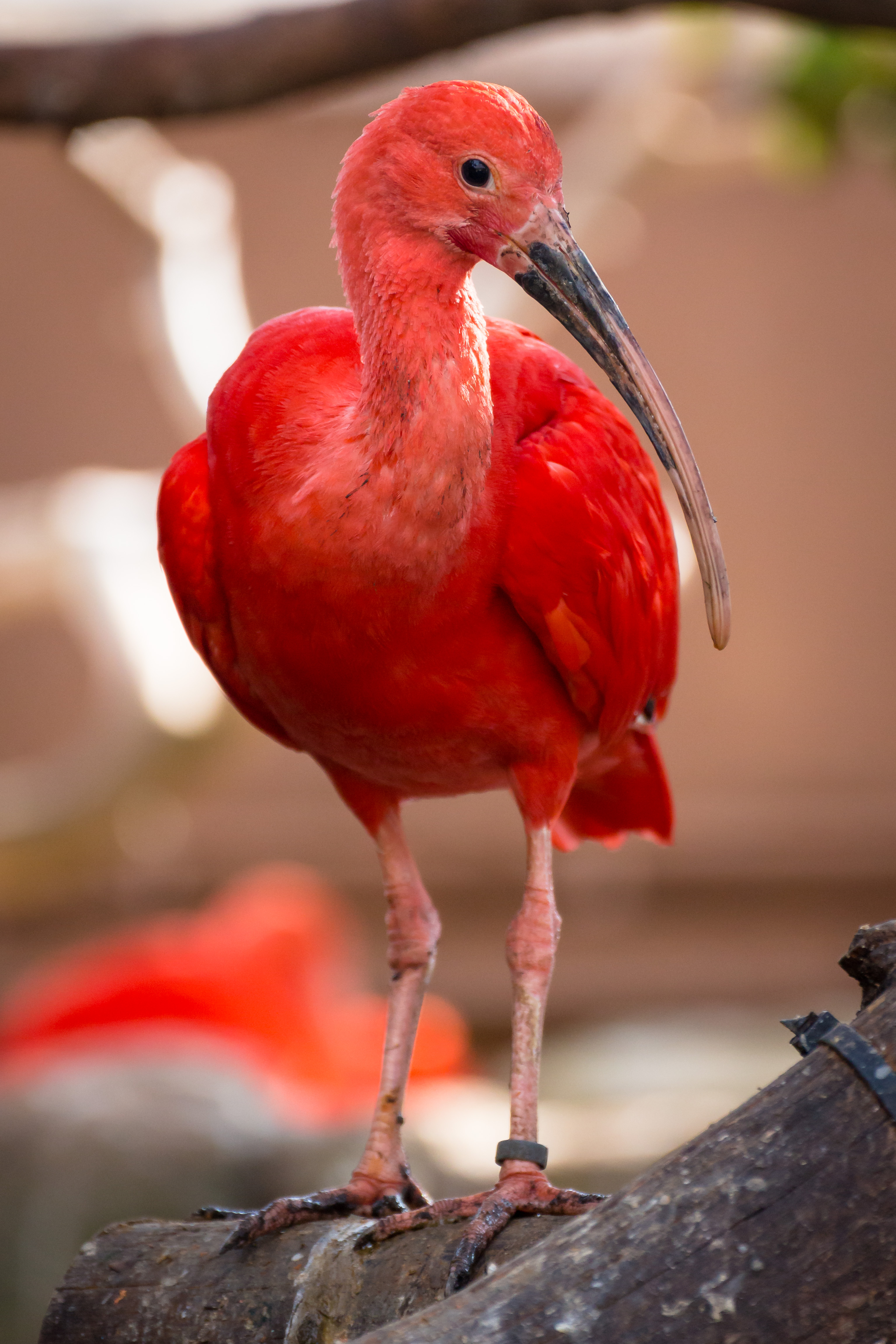 Ibis merah delima