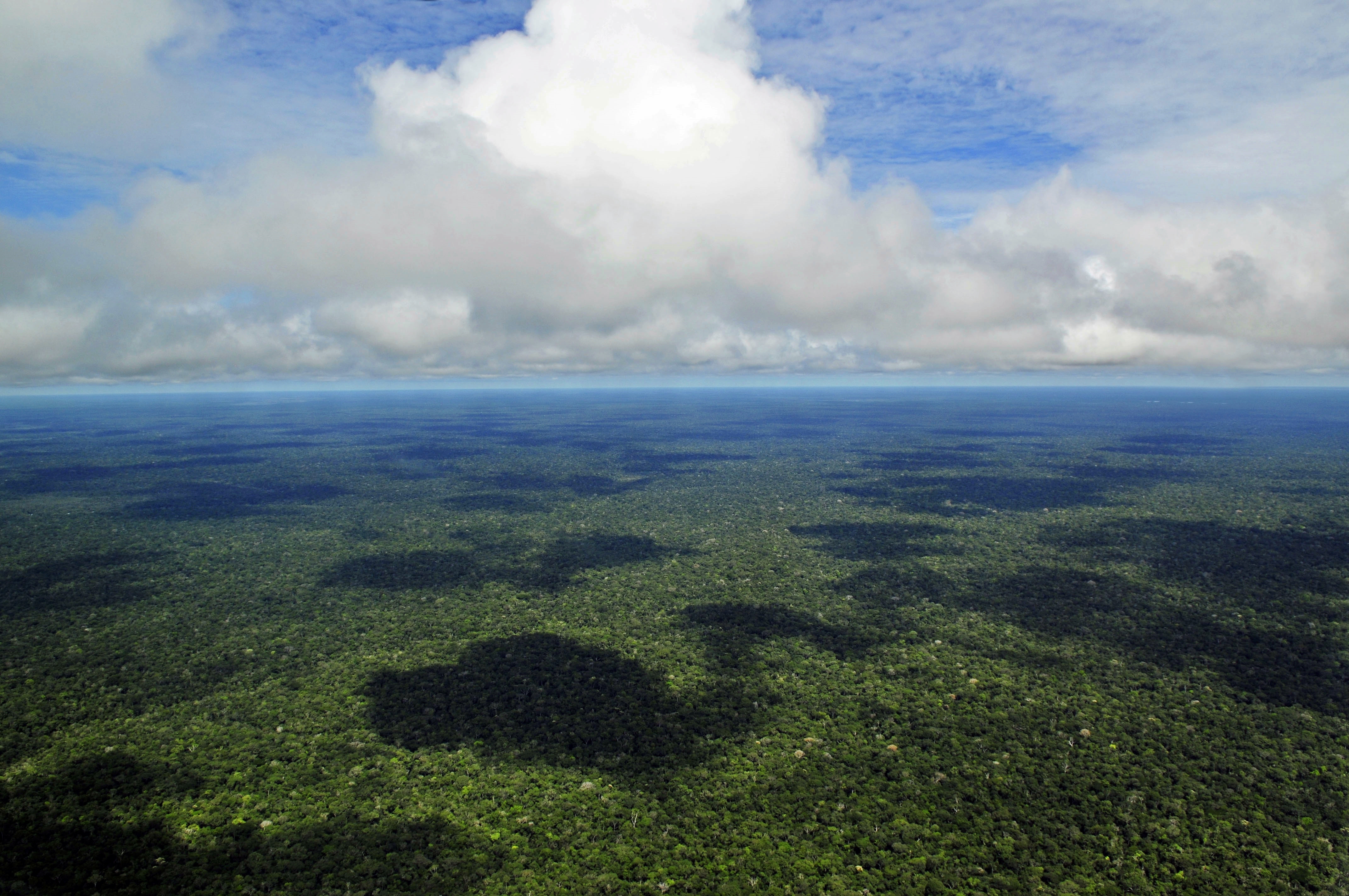 Sebagian besar wilayah Guyana ditutupi oleh Hutan hujan Amazon, hutan hujan tropis terbesar dan paling beragam hayati di dunia.