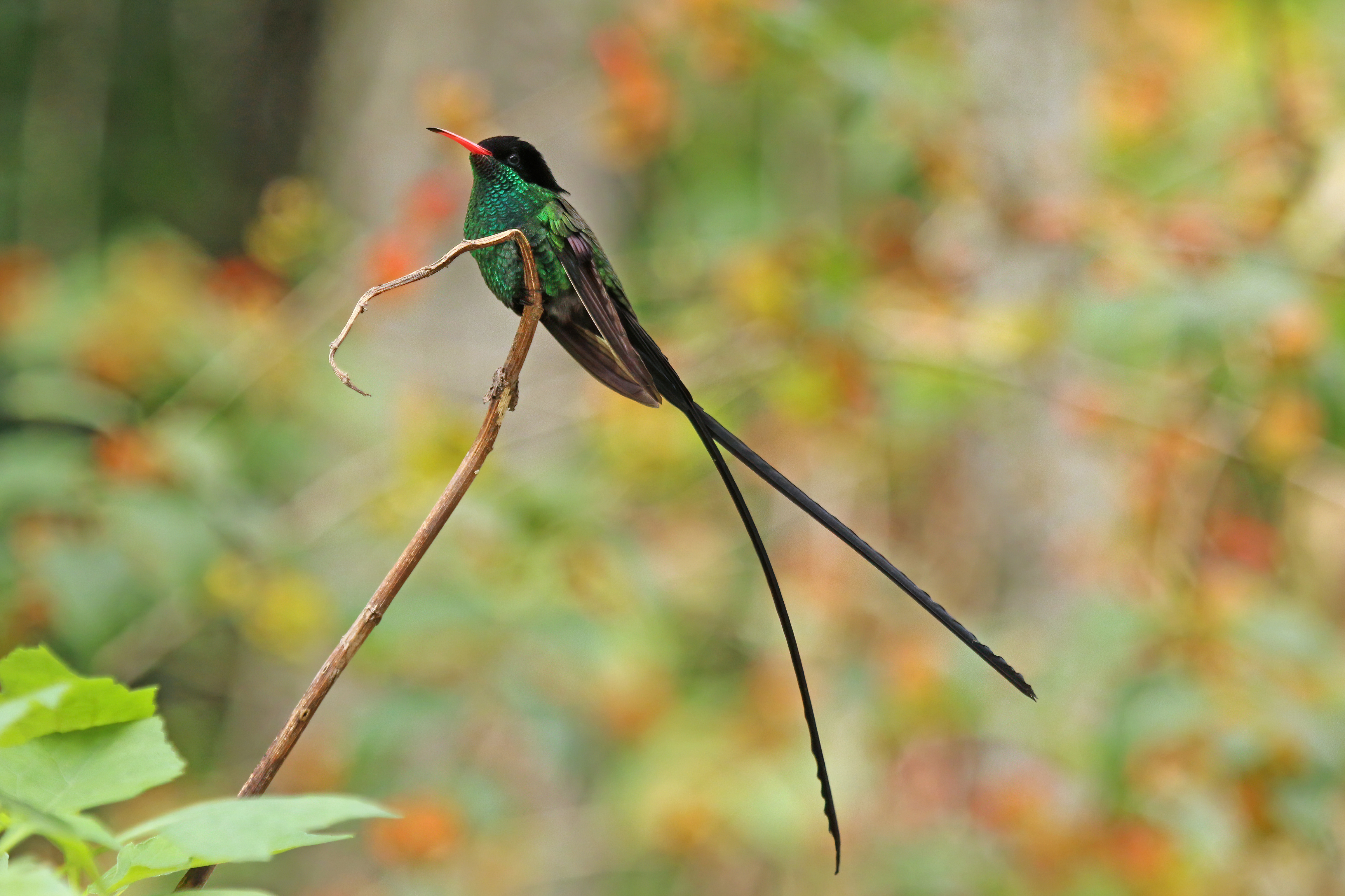 Burung nasional Jamaika, seekor red-billed streamertail