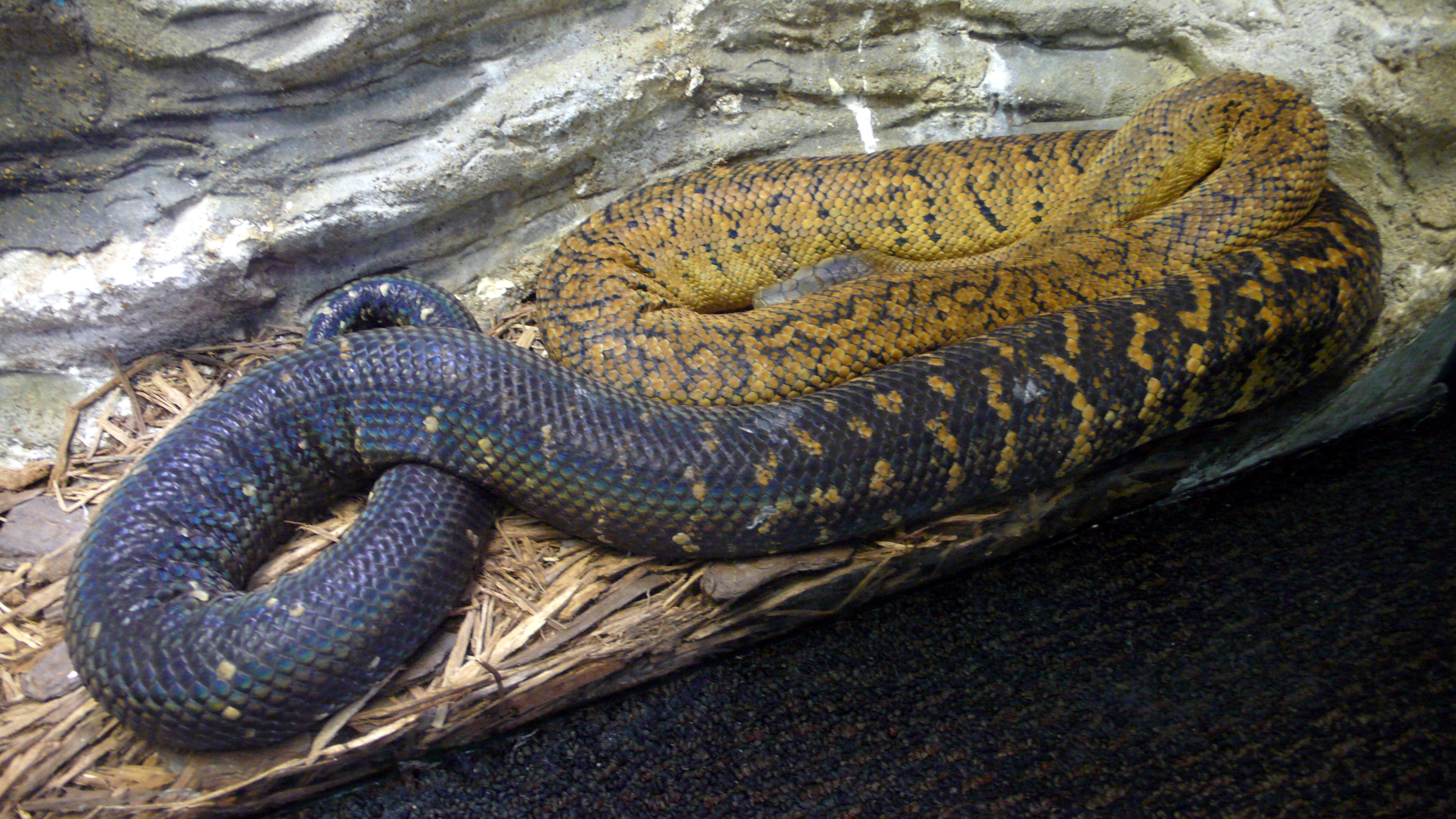 Boa Jamaika