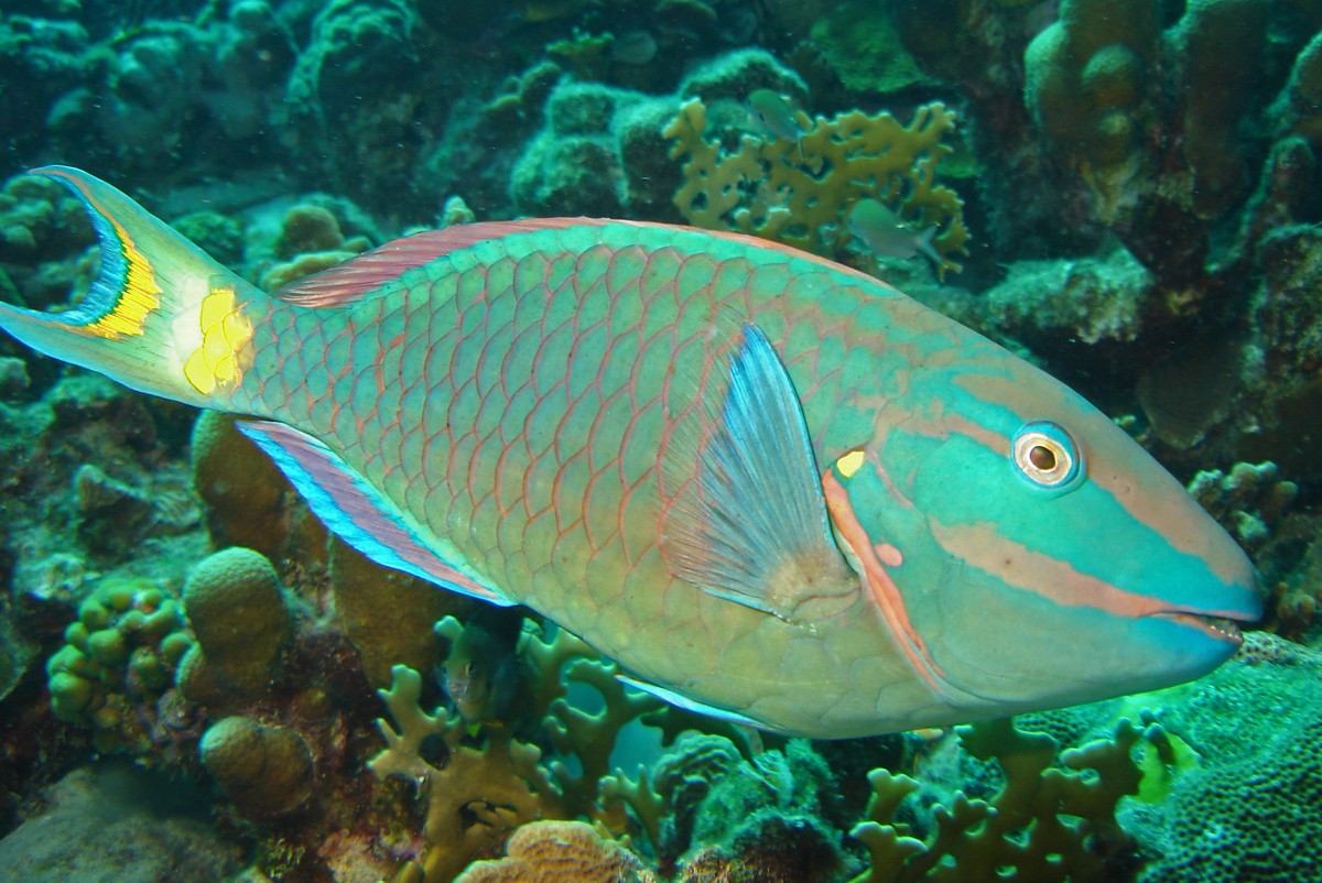 Ikan kakatua Jamaika