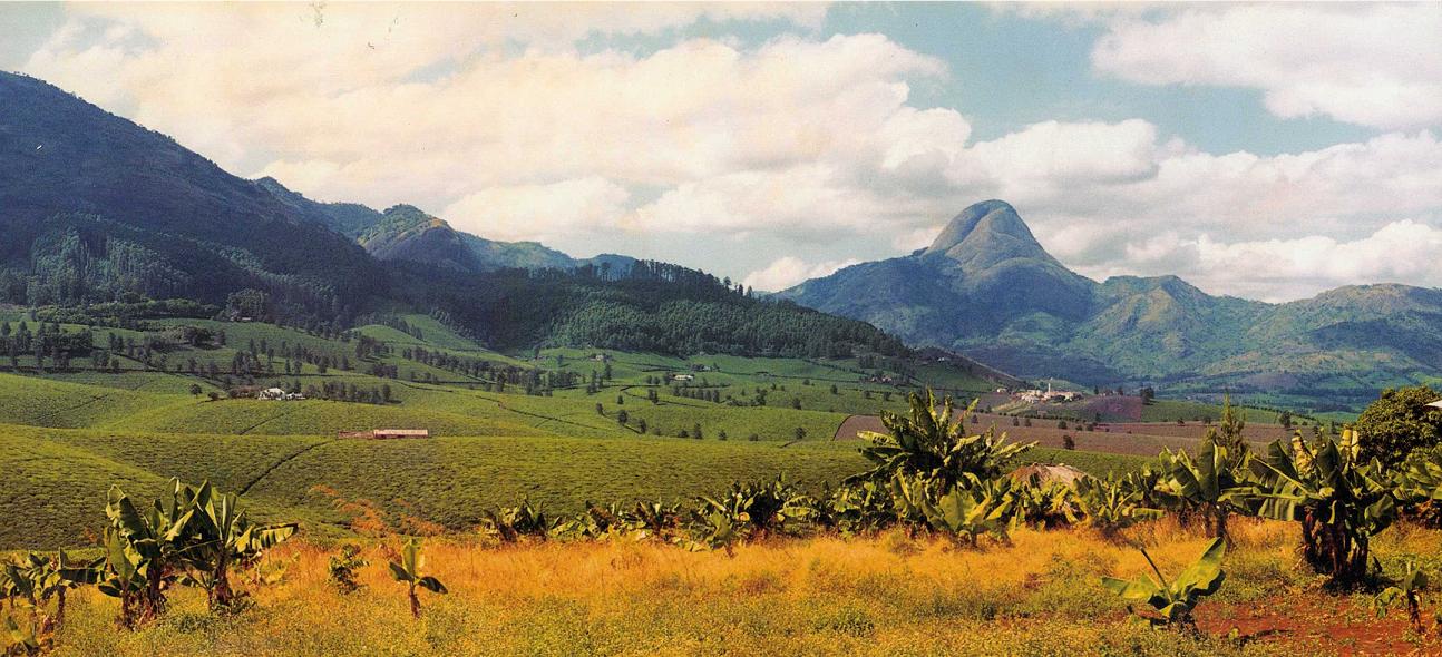Perkebunan teh di dekat Gunung Murresse, Gurúè, Provinsi Zambezia.