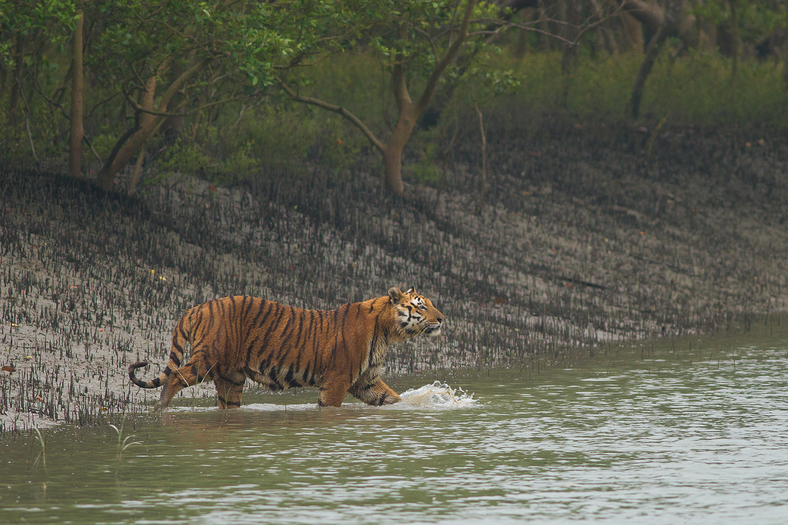 Harimau benggala, hewan nasional, di Sundarbans