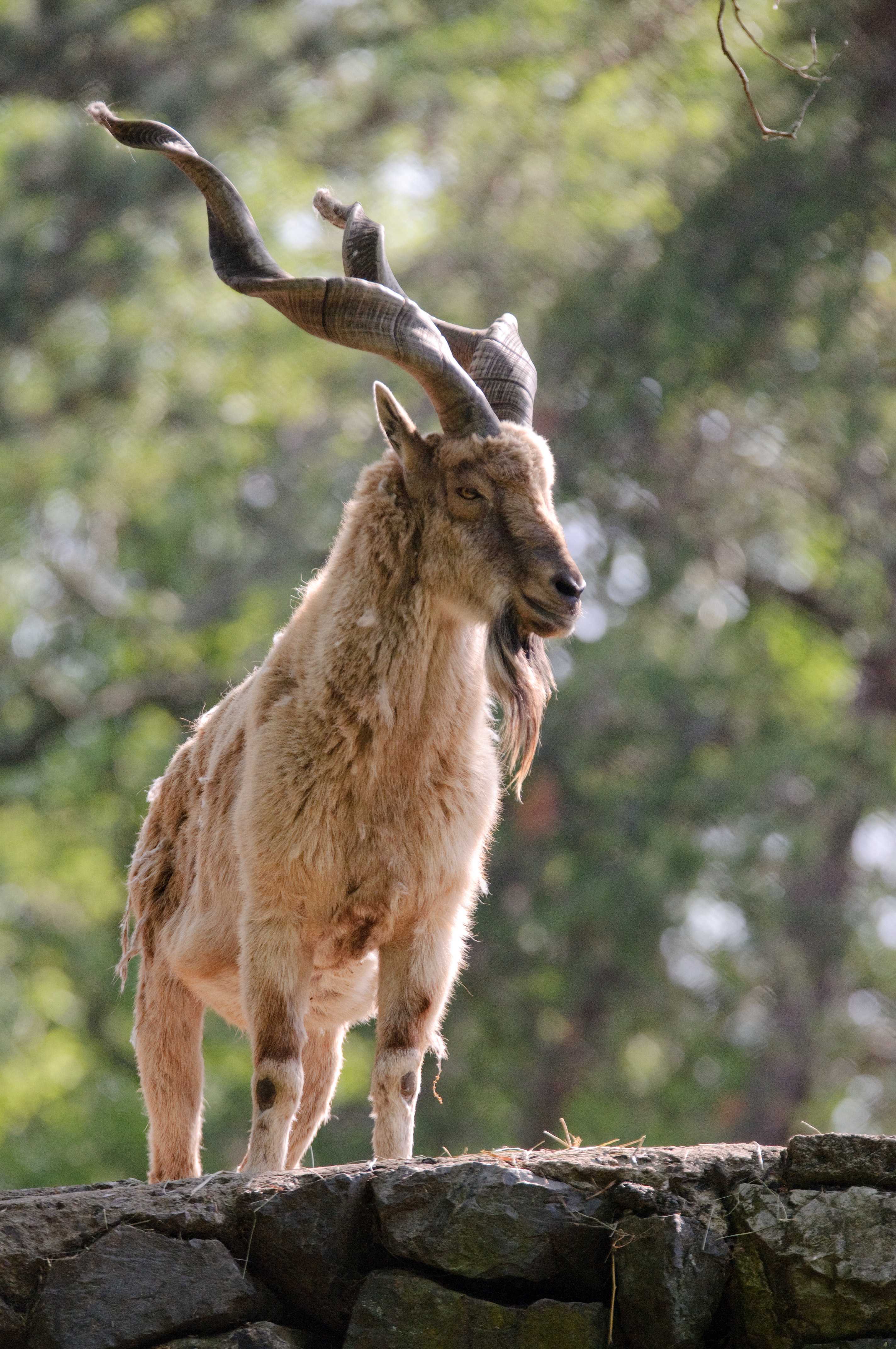 Markhor ialah haiwan kebangsaan Pakistan.