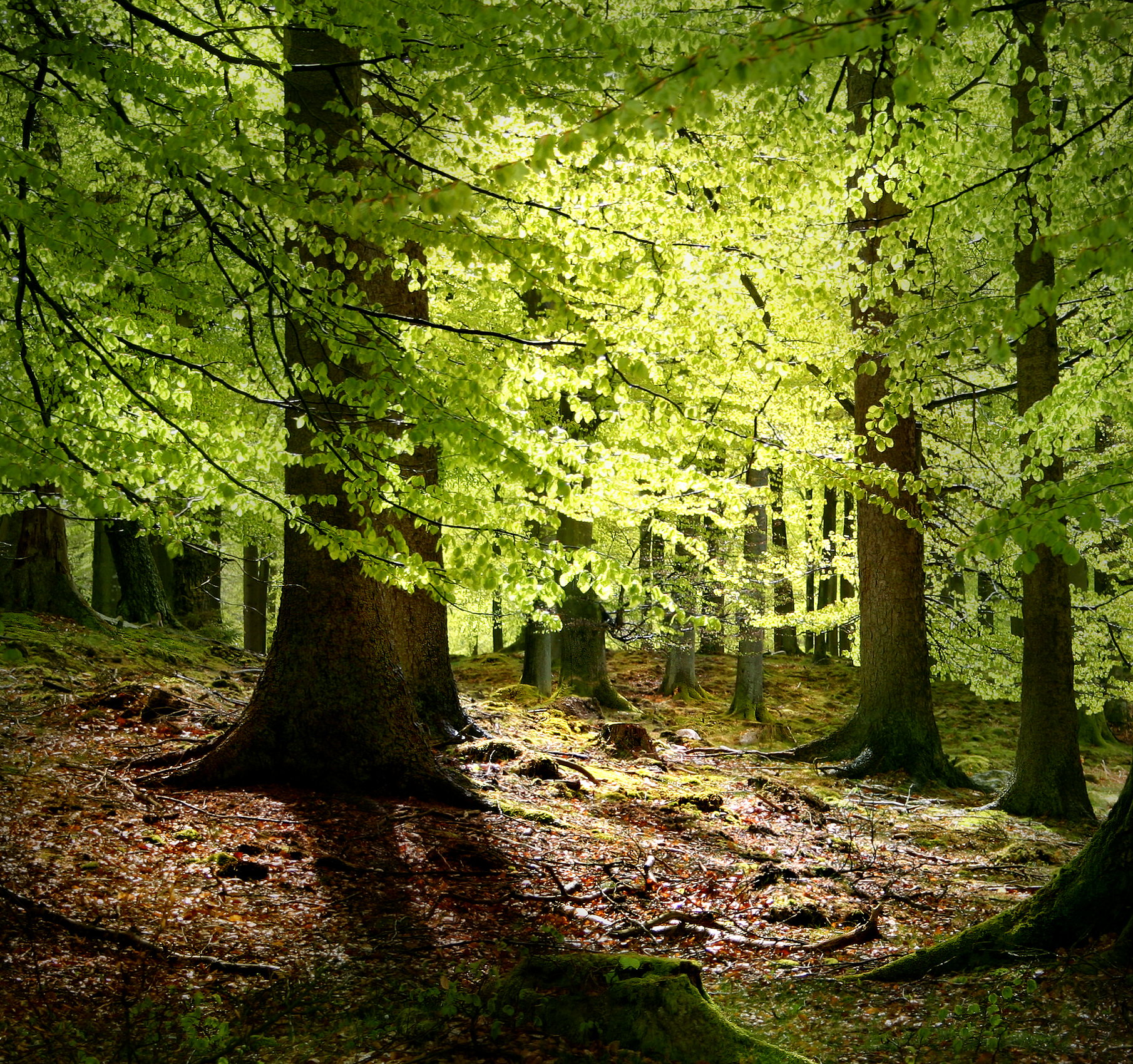 Pohon beech umum ditemukan di seluruh Denmark, terutama di hutan-hutan yang jarang.