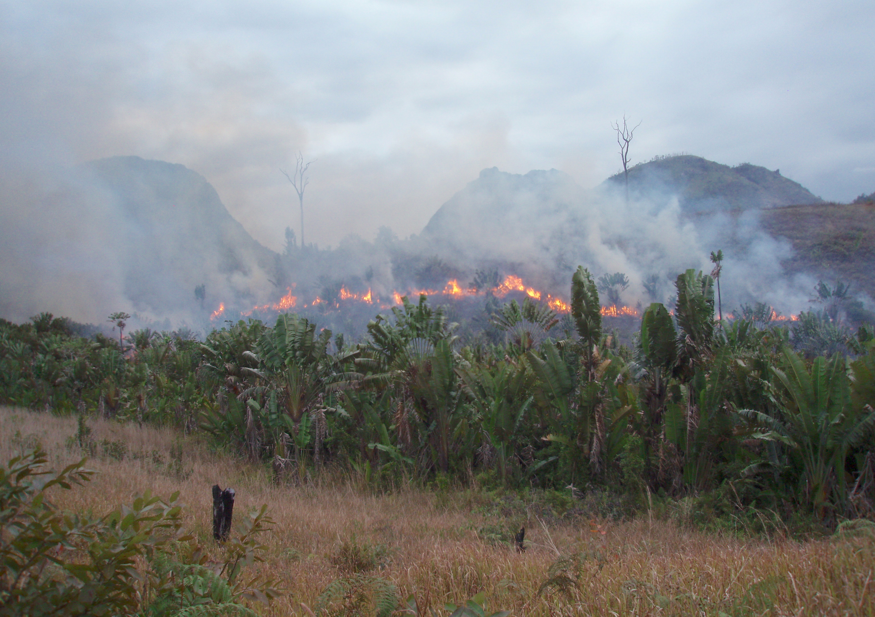 Tavy (tebang dan bakar) memusnahkan habitat hutan asli Madagaskar.