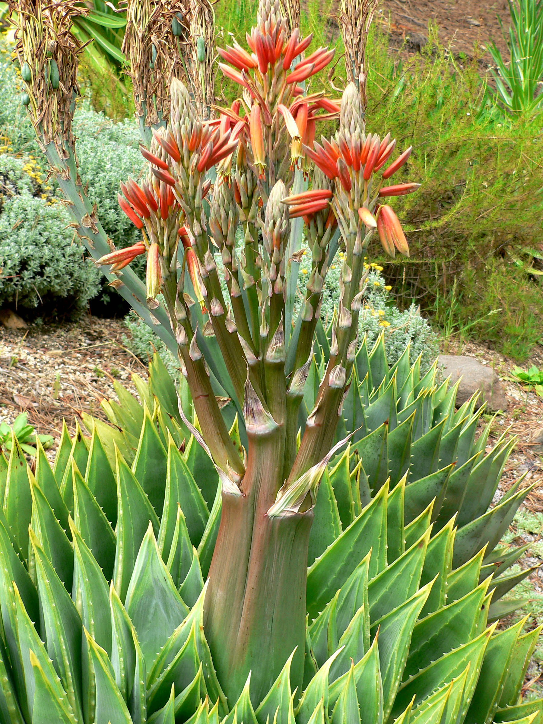 Aloe polyphylla, spesies endemik Lesotho.