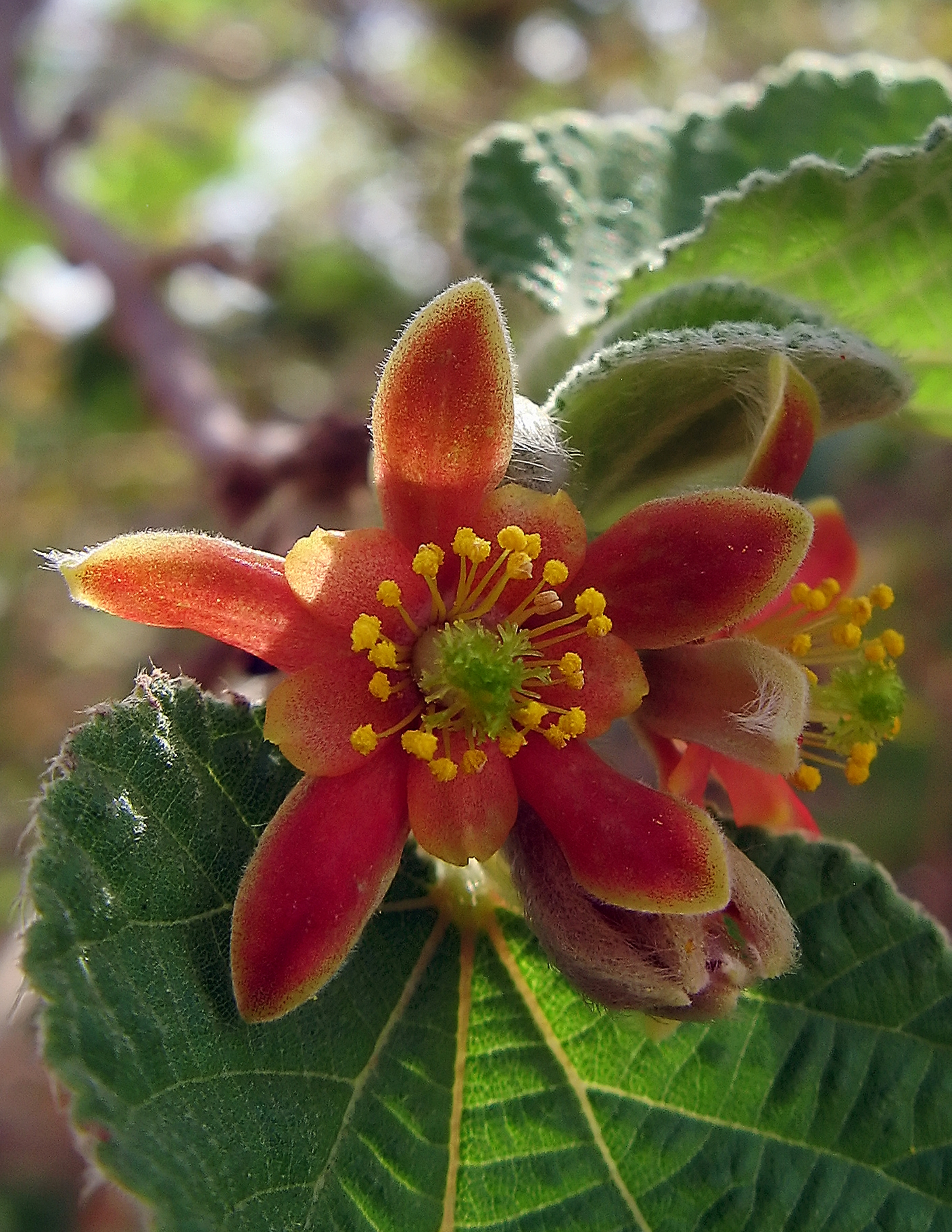 Grewia villosa