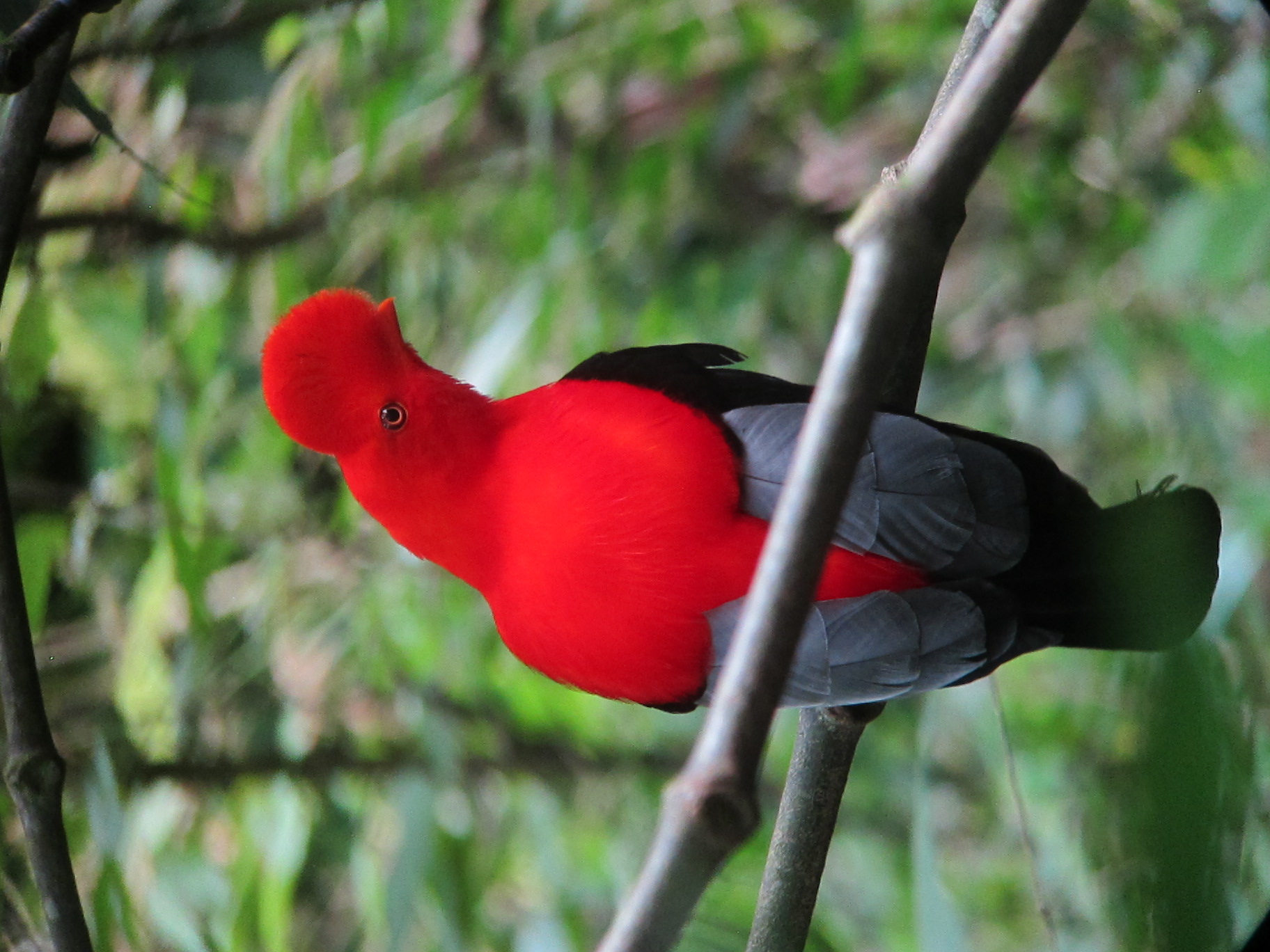 Gallito de las rocas Andina, burung nasional Peru.