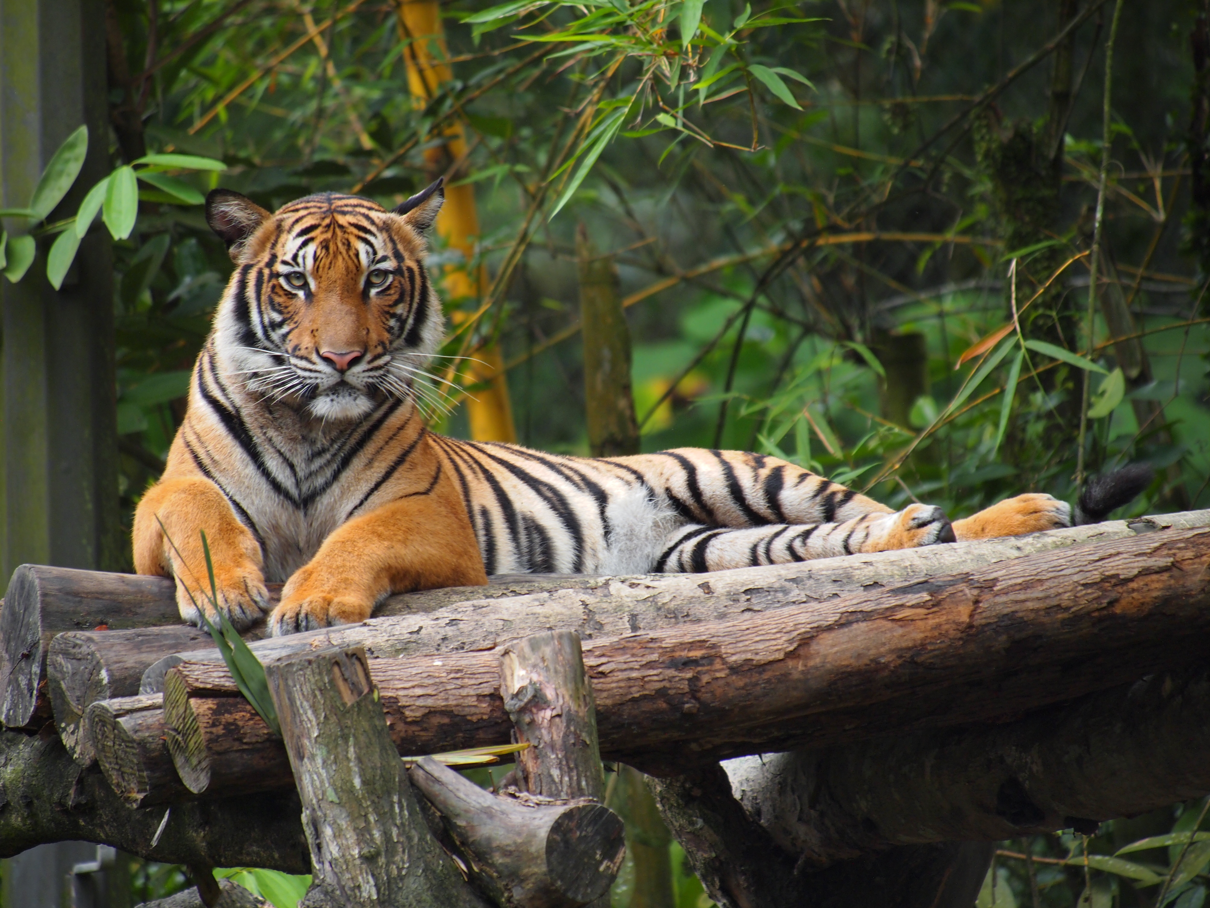 Harimau Malaya di Zoo Negara Malaysia